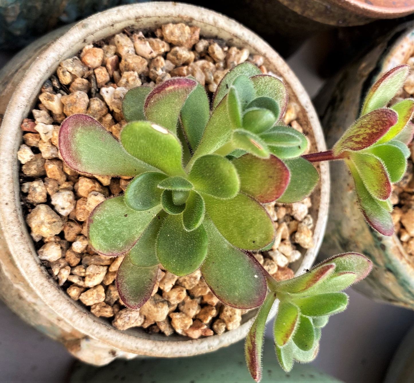 Aeonium saundersii