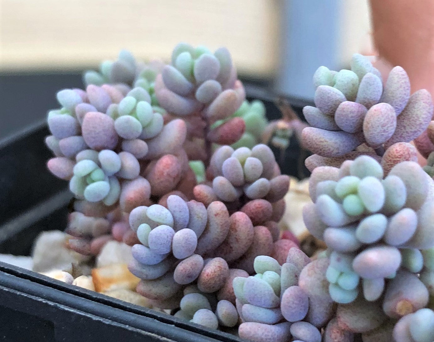 Sedum dasyphyllum lilac mound