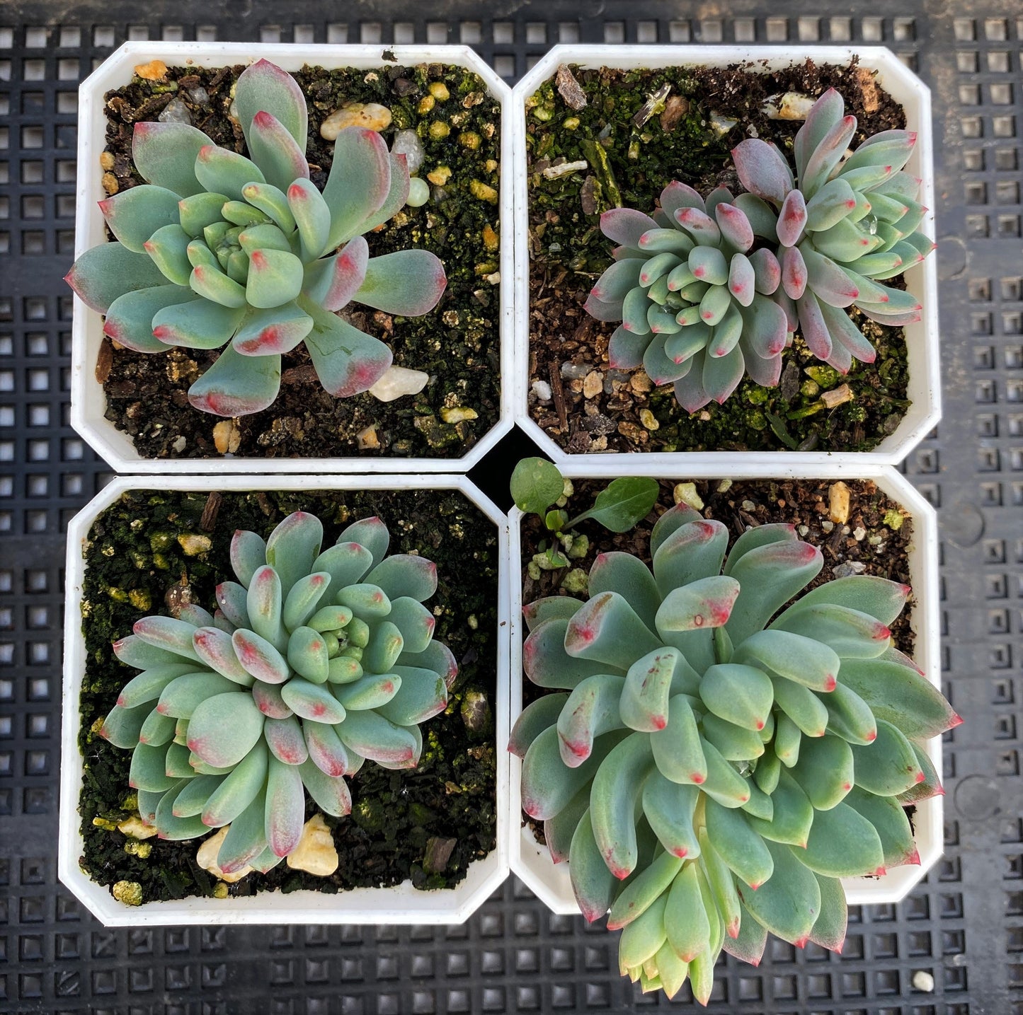Sedeveria blue elf SMALL