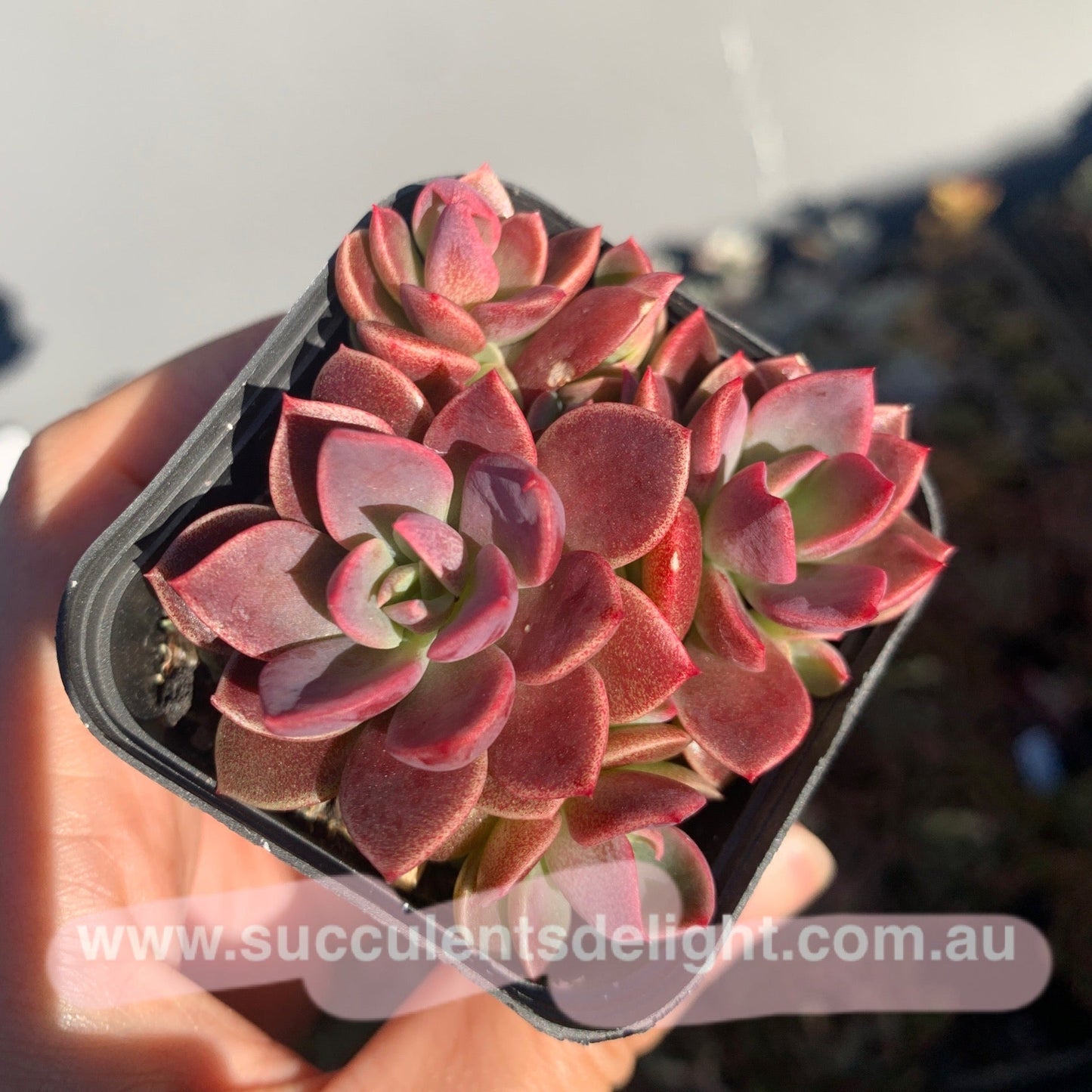 Sinocrassula Indica cluster 茵地卡群