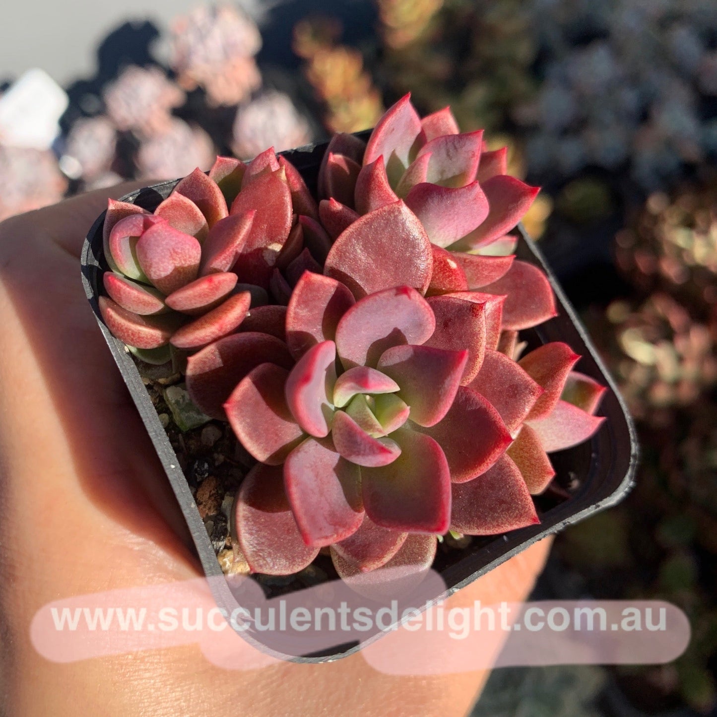 Sinocrassula Indica cluster 茵地卡群