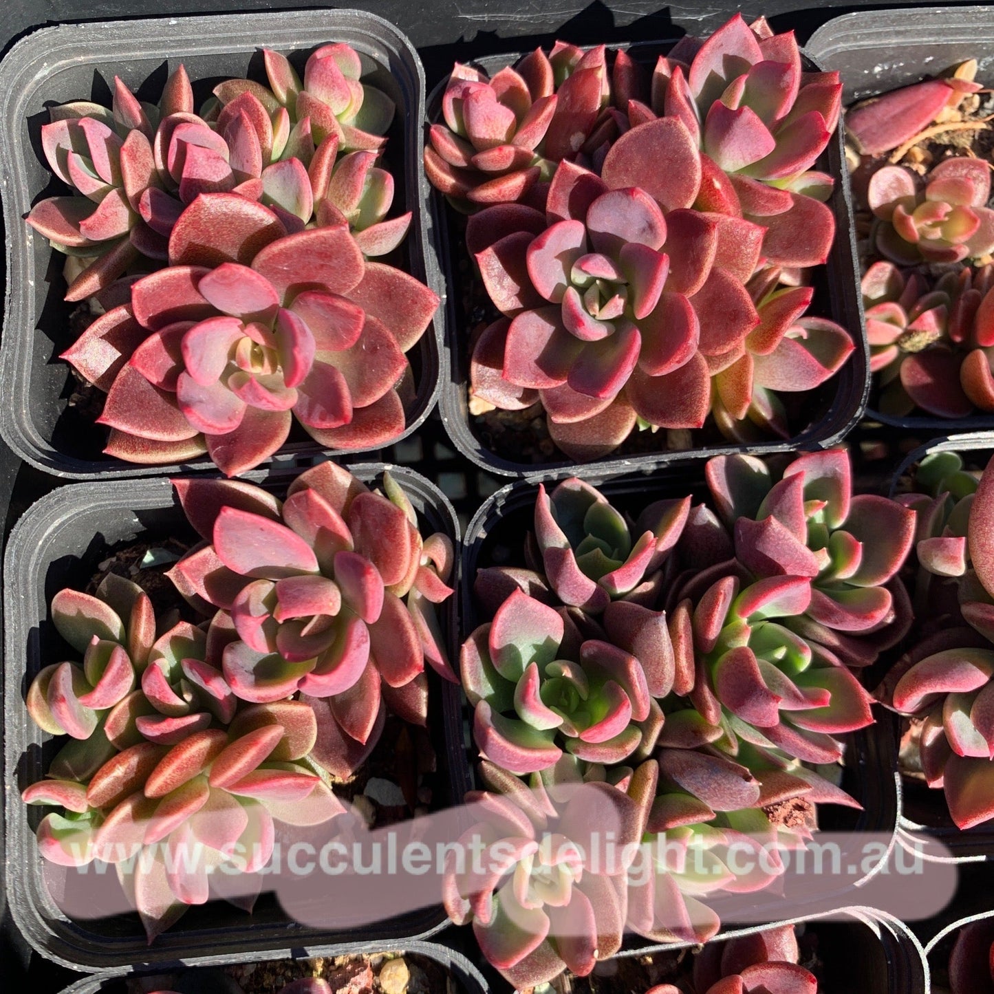 Sinocrassula Indica cluster 茵地卡群