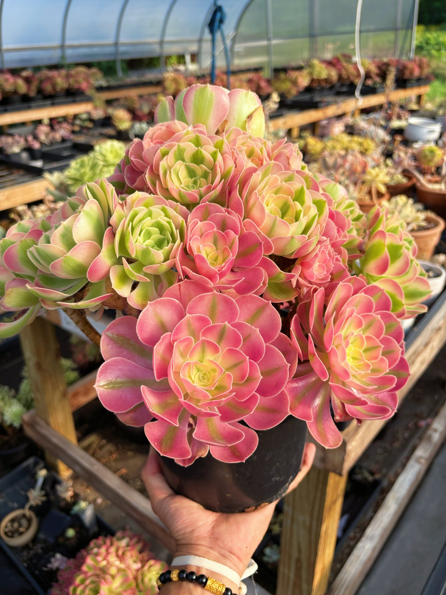 Aeonium Pink Witch Extra Large Bouquet (1) - April Farm/Rare Succulent