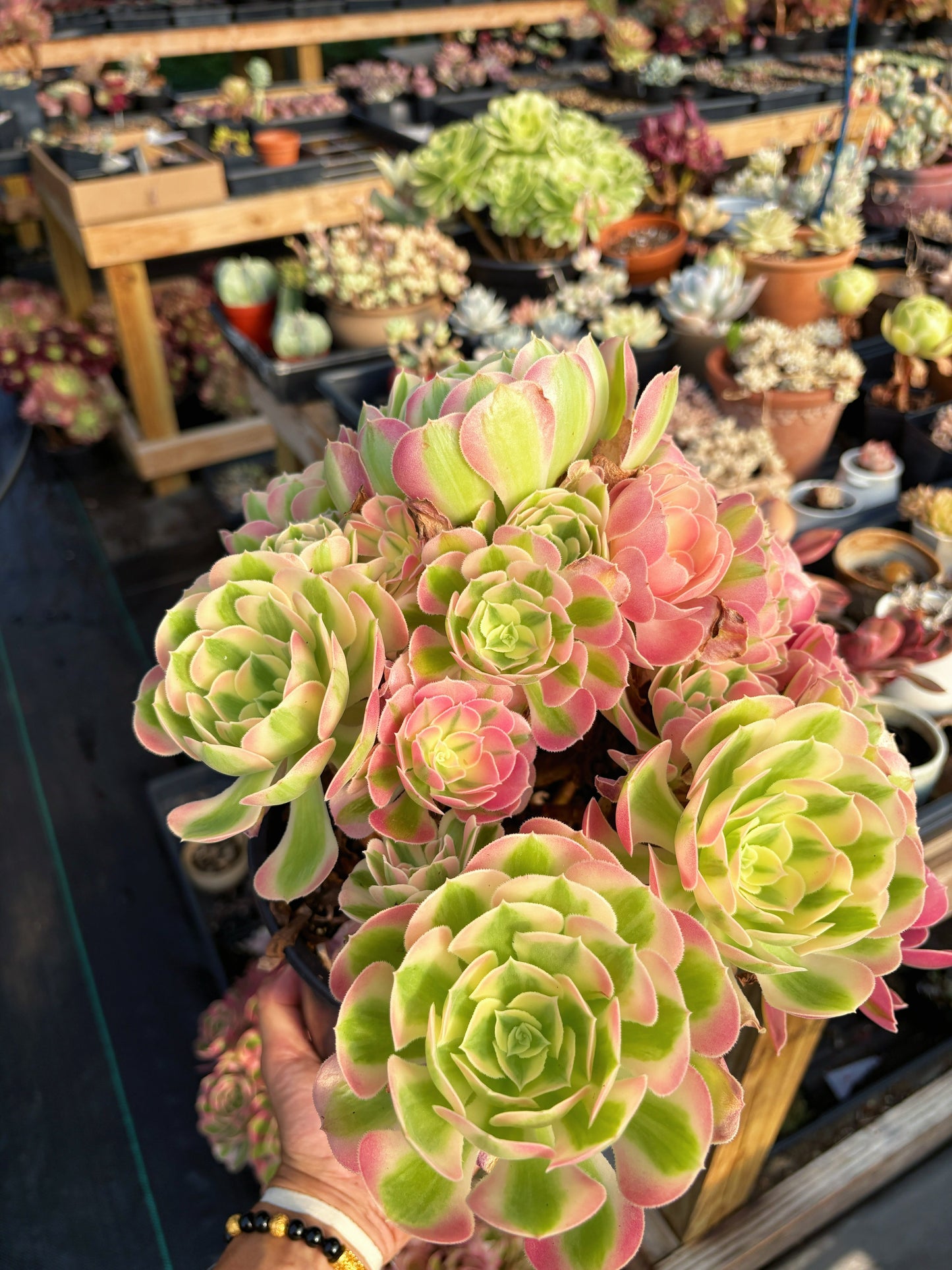 Aeonium Pink Witch Extra Large Bouquet (1) - April Farm/Rare Succulent
