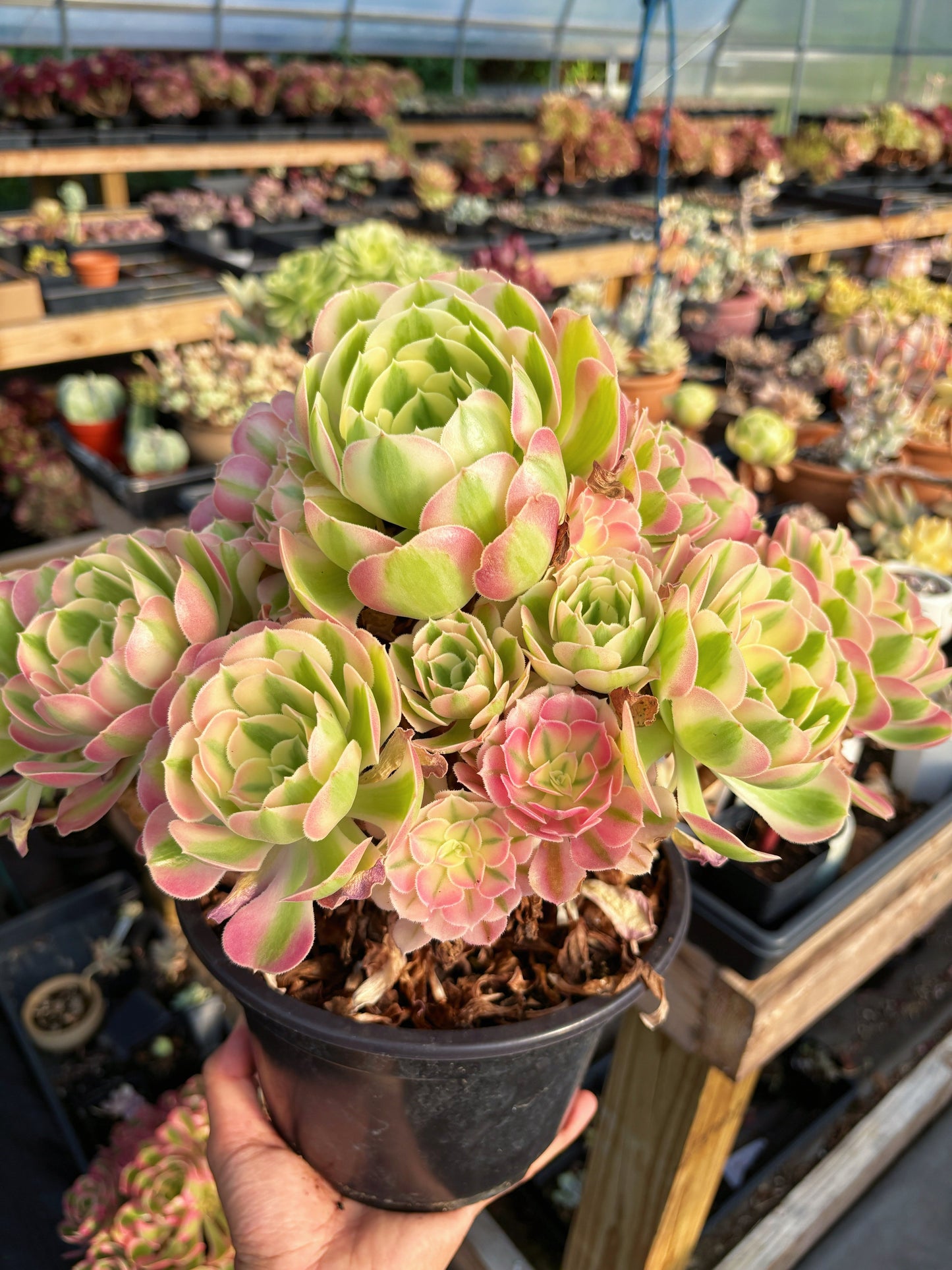 Aeonium Pink Witch Extra Large Bouquet (1) - April Farm/Rare Succulent