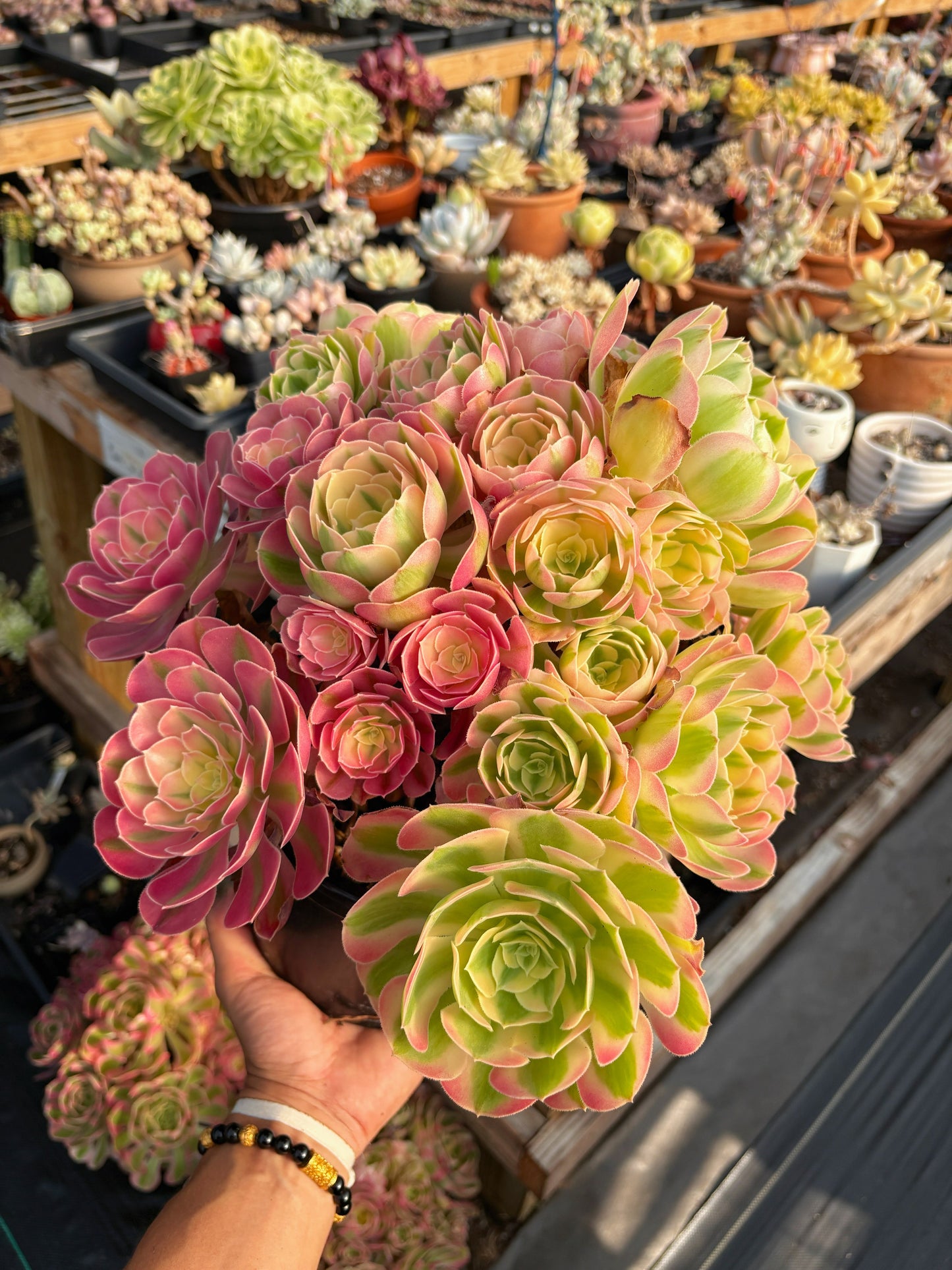Aeonium Pink Witch Extra Large Bouquet (1) - April Farm/Rare Succulent