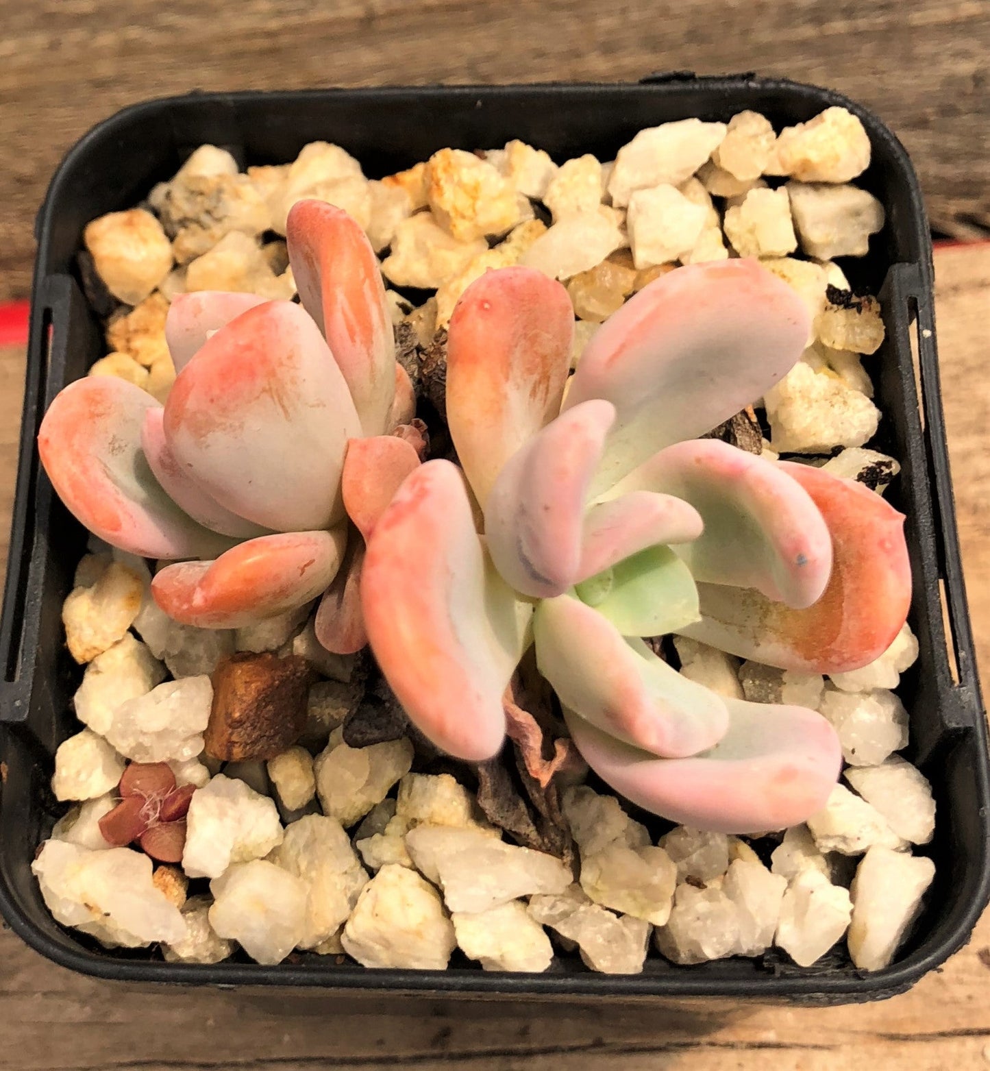 Pachyveria orpet