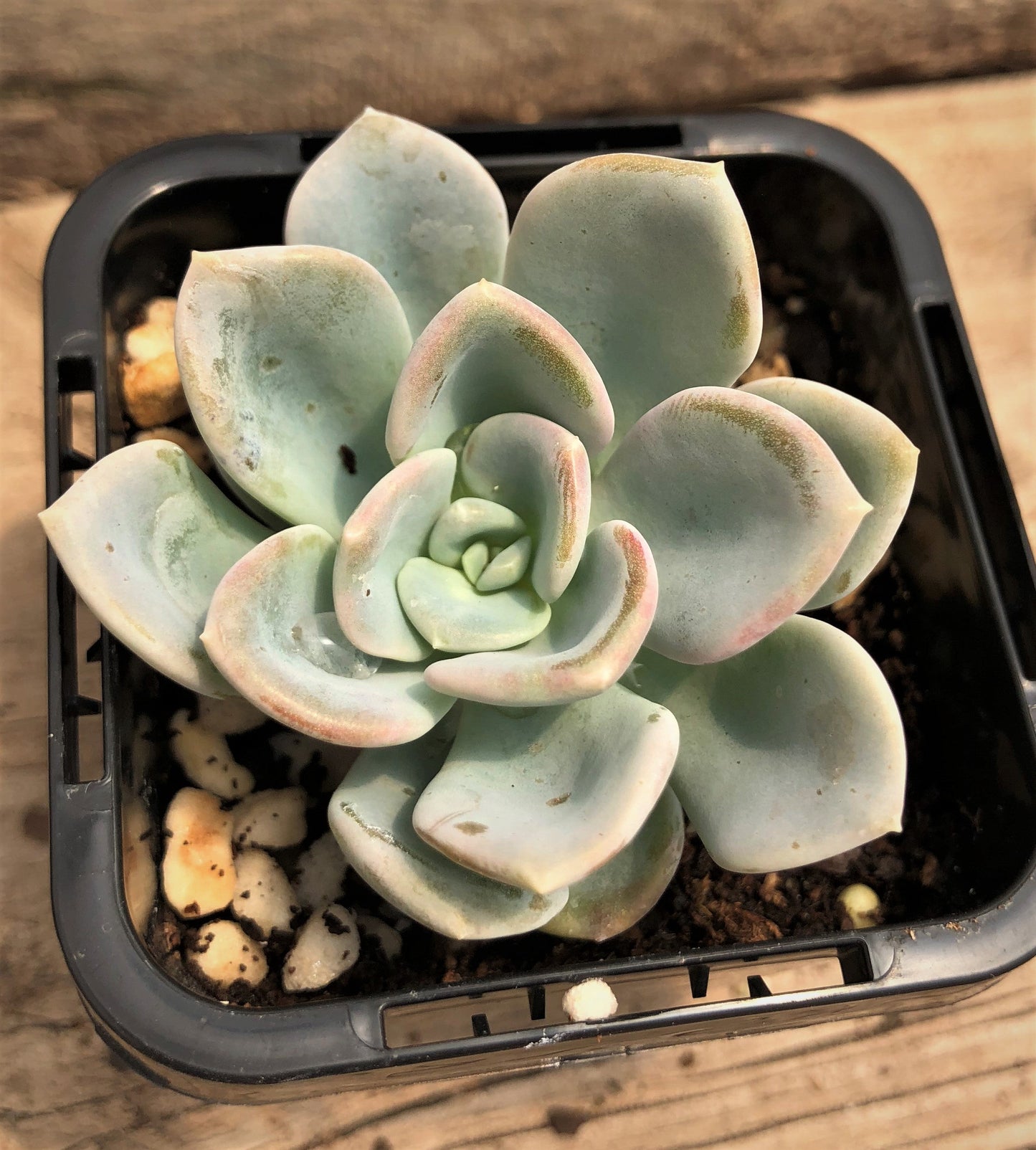 Pachyveria orpet