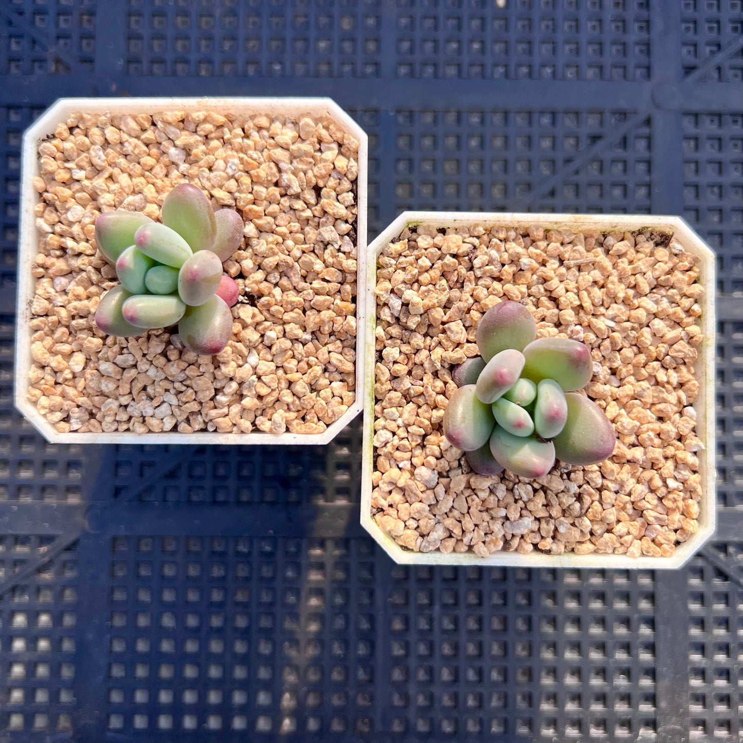 Pachyphytum garciae S