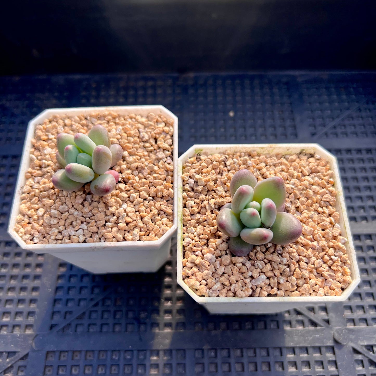 Pachyphytum garciae S