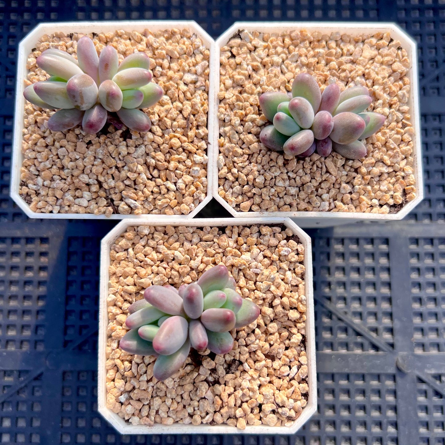 Pachyphytum garciae S