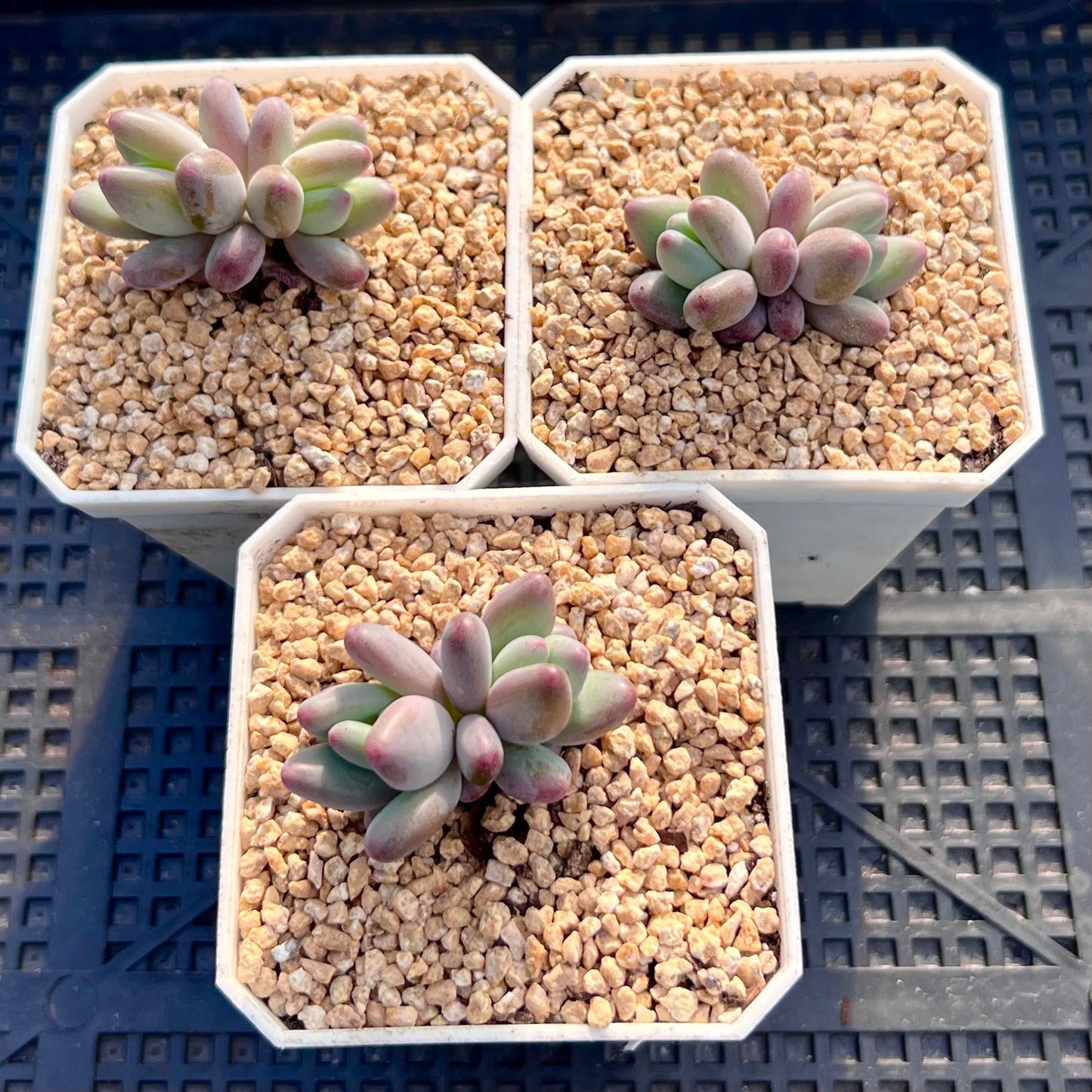 Pachyphytum garciae S