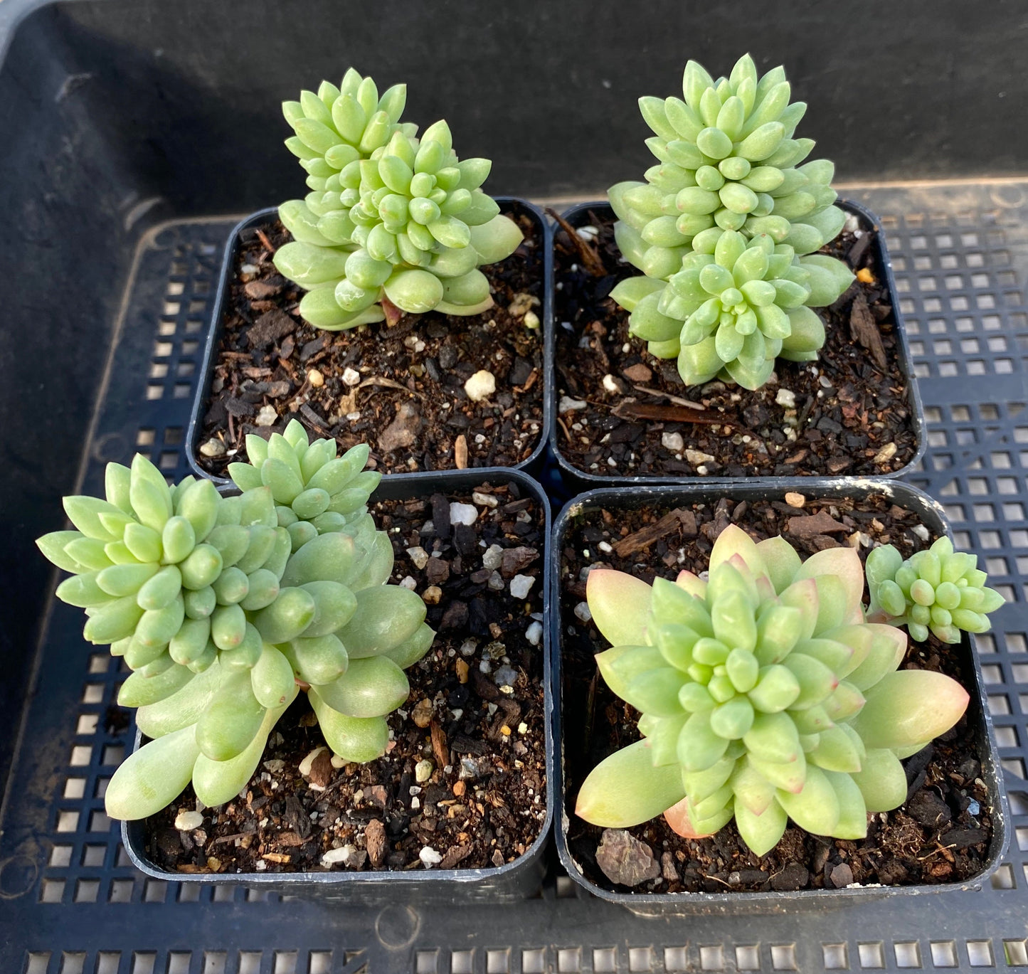 Sedum pink berry