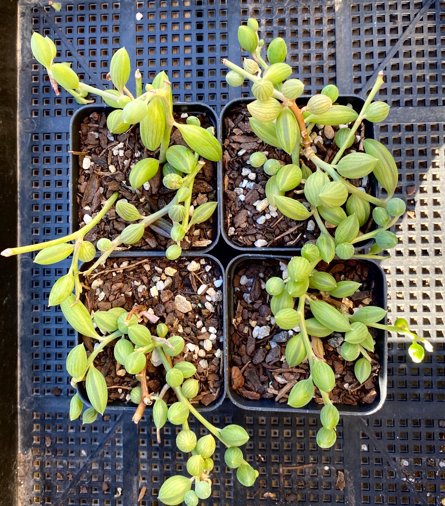 Senecio herreianus watermelon boy