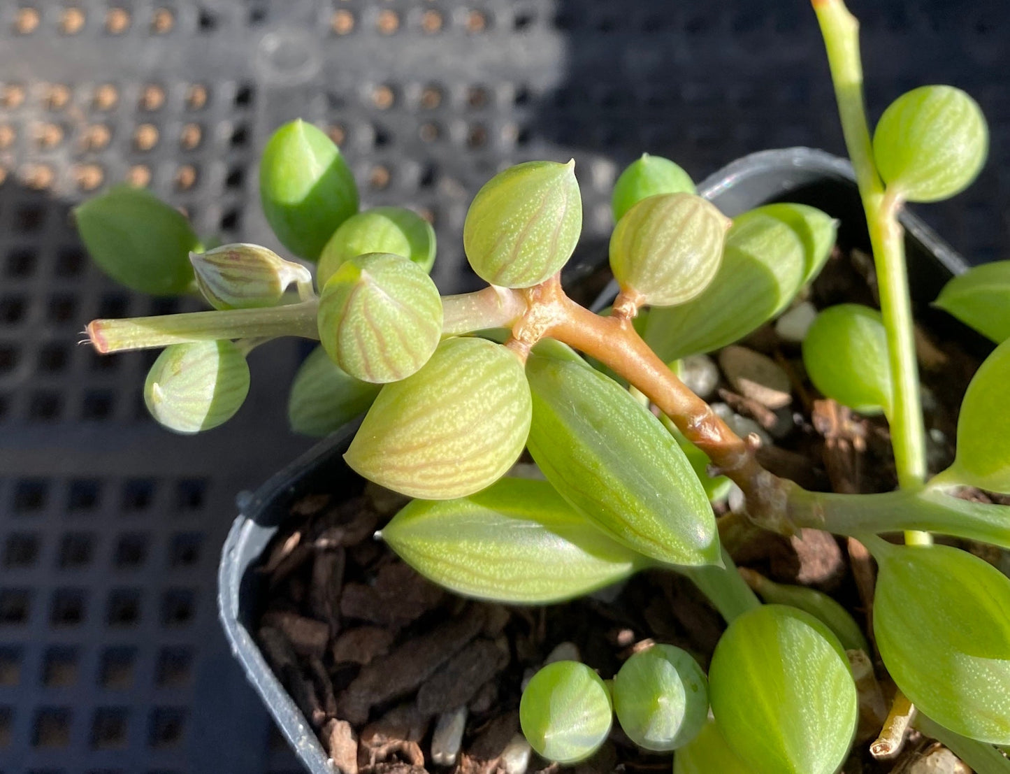 Senecio herreianus watermelon boy