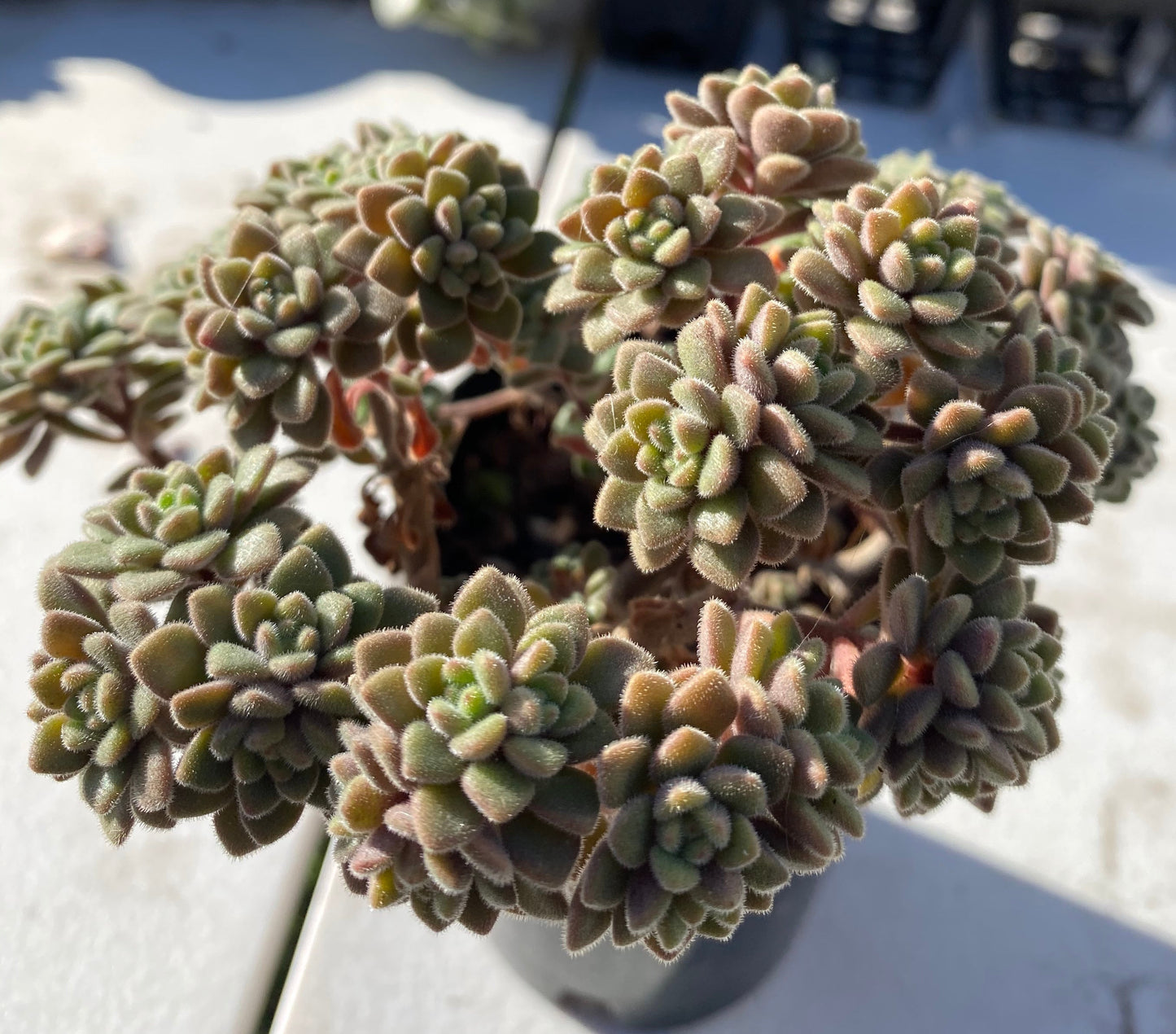 Aichryson bethencourtianum Cutting