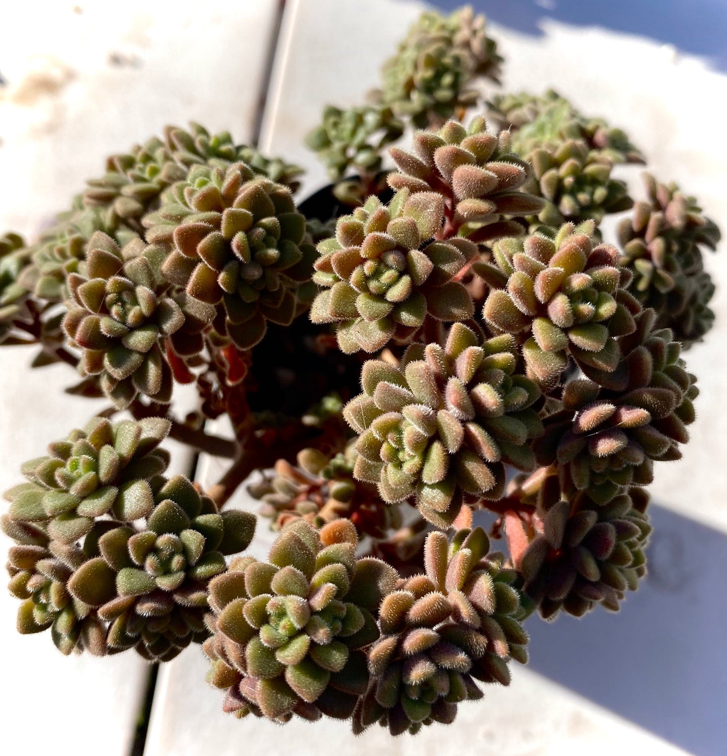 Aichryson bethencourtianum Cutting