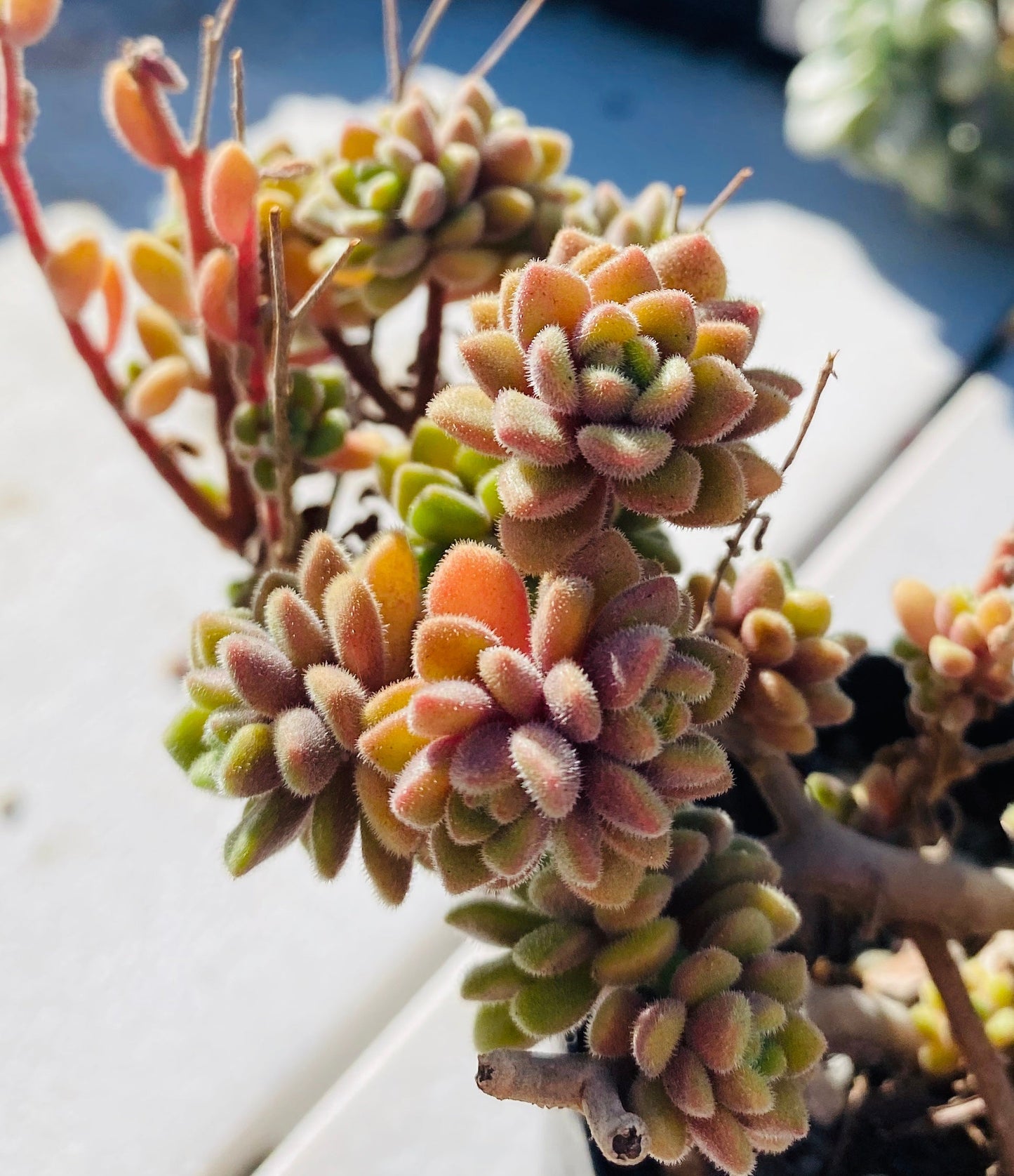 Aichryson bethencourtianum Cutting