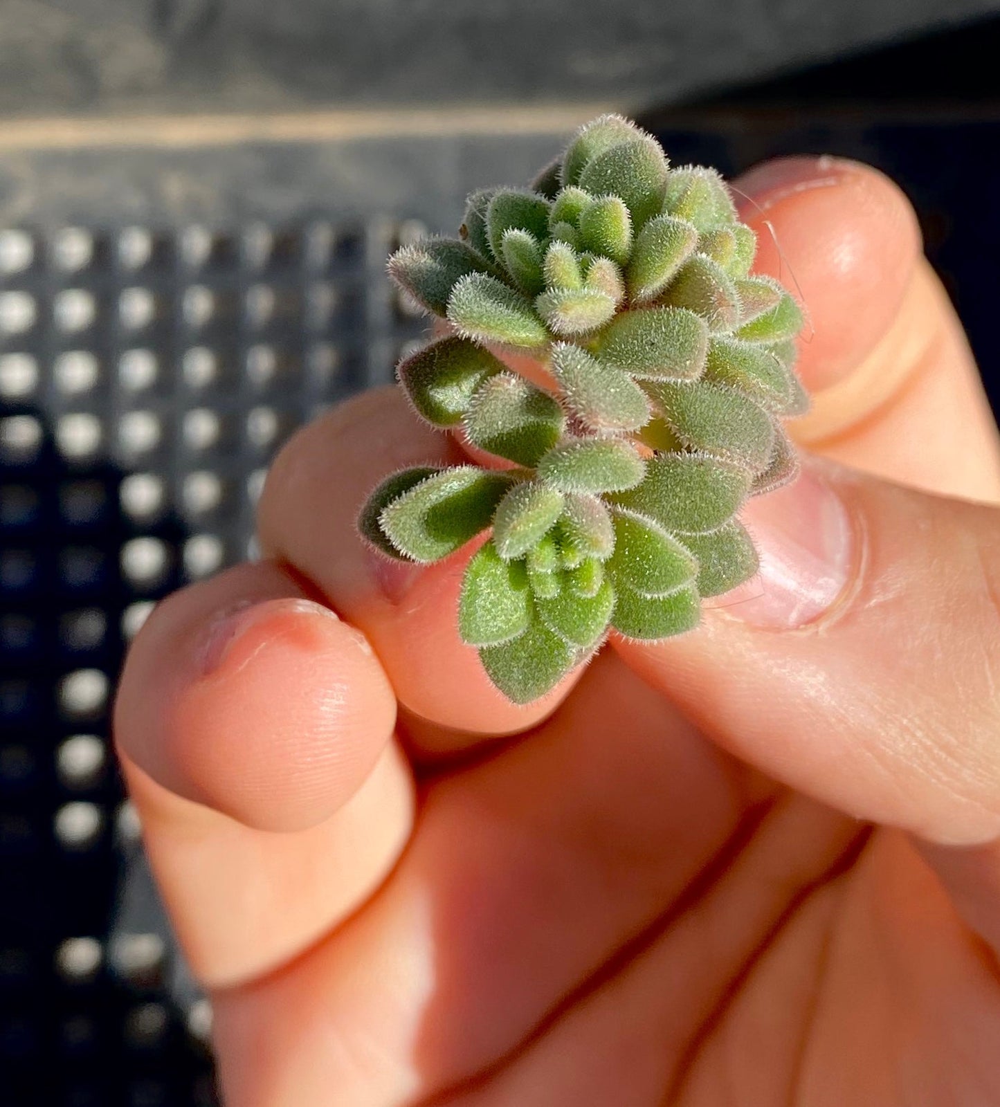 Aichryson bethencourtianum Cutting