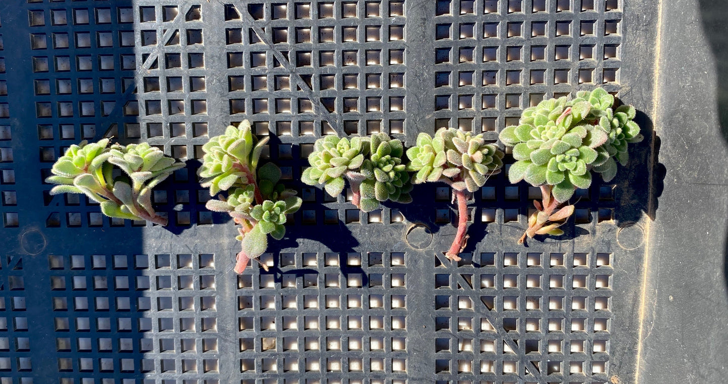 Aichryson bethencourtianum Cutting
