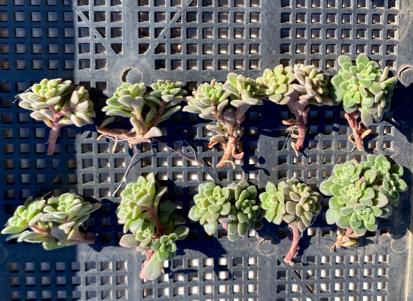 Aichryson bethencourtianum Cutting
