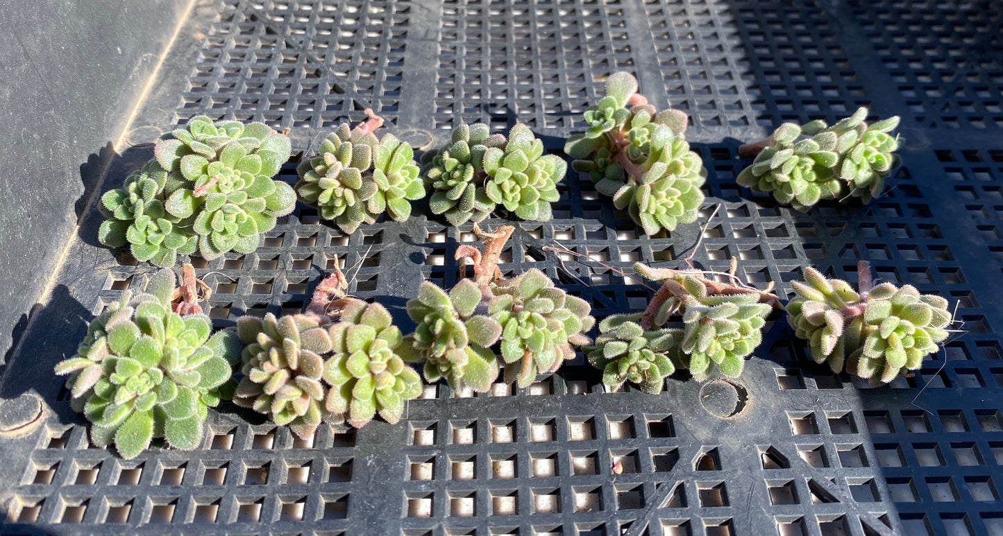 Aichryson bethencourtianum Cutting