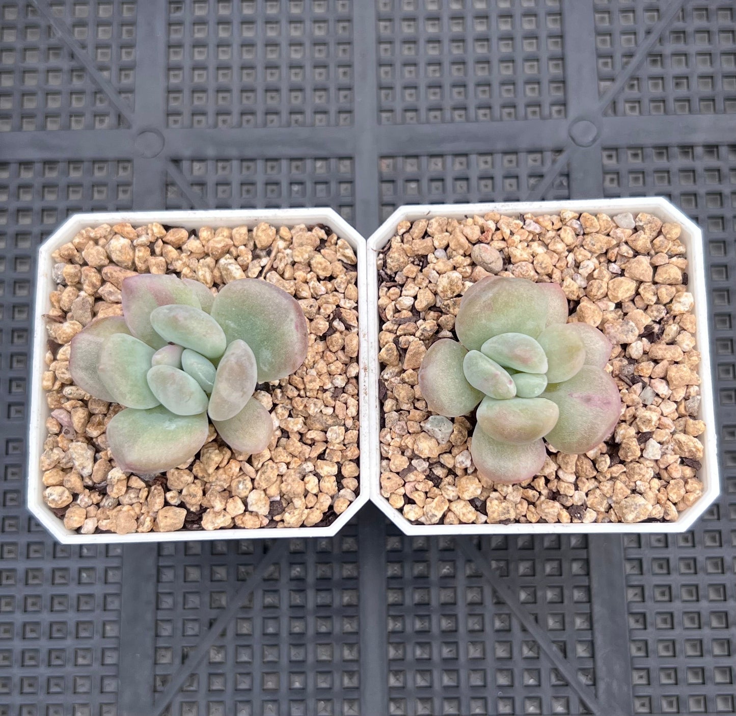 Graptoveria opalina monstrose