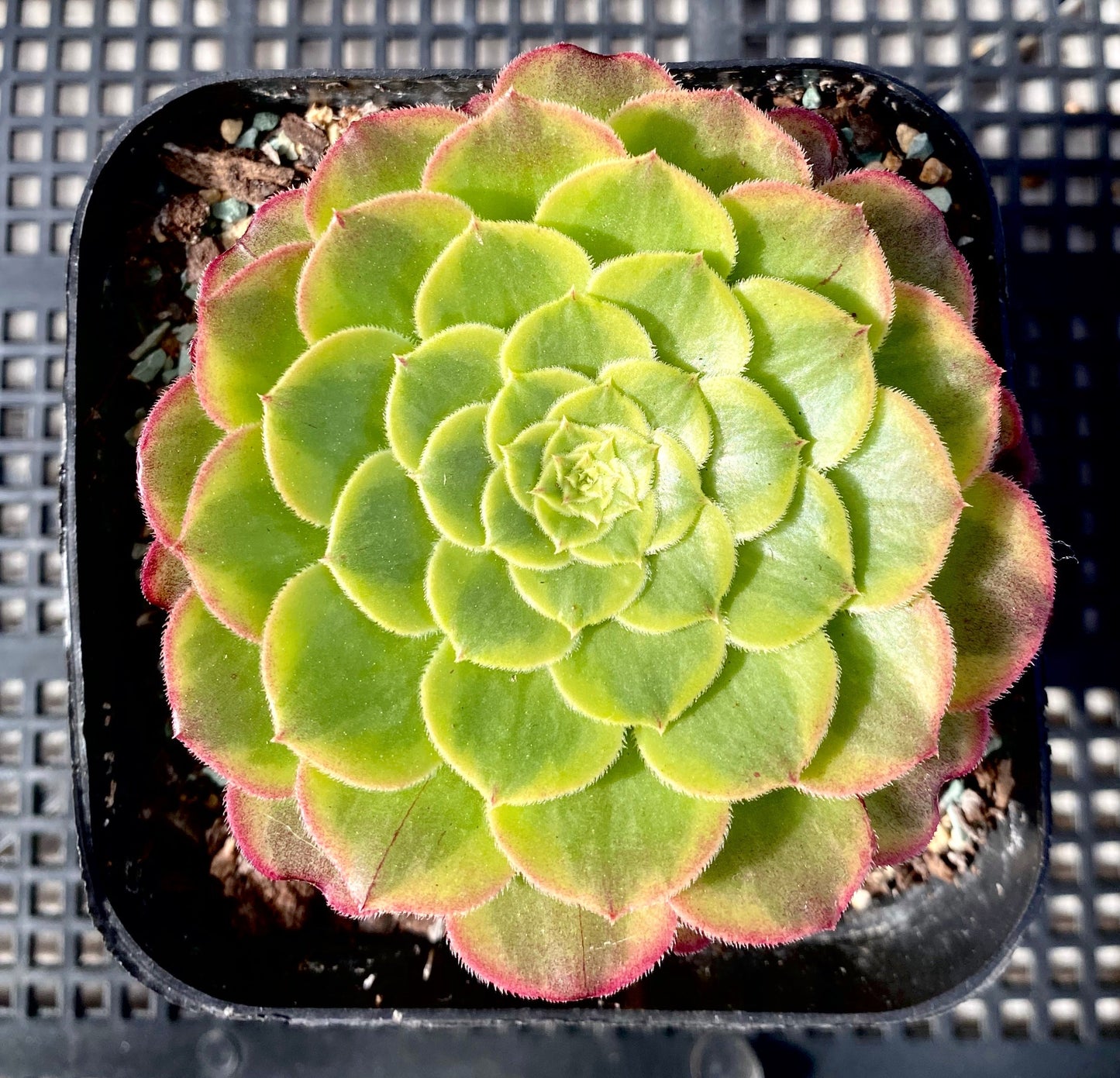 Aeonium fiesta