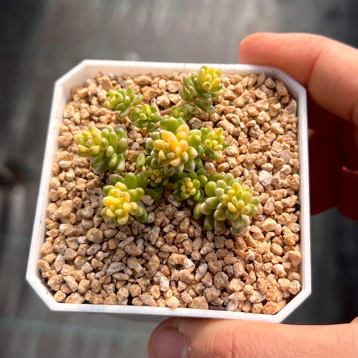 Sedum golden rice