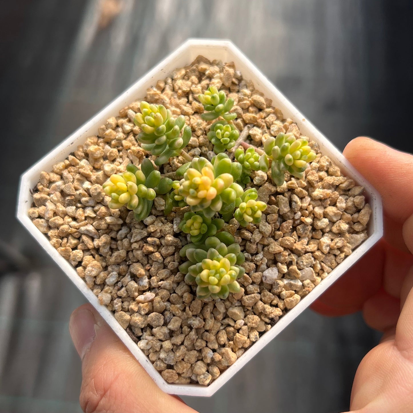 Sedum golden rice