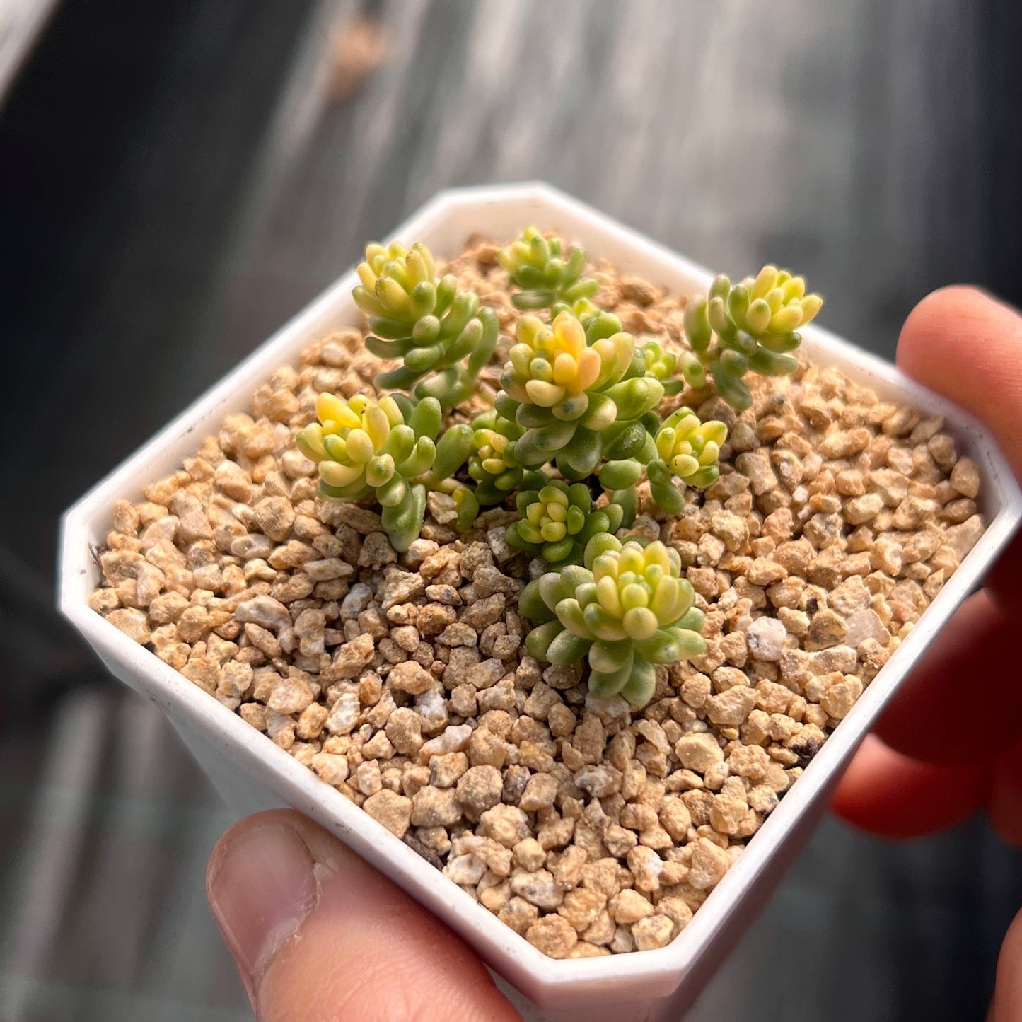 Sedum golden rice