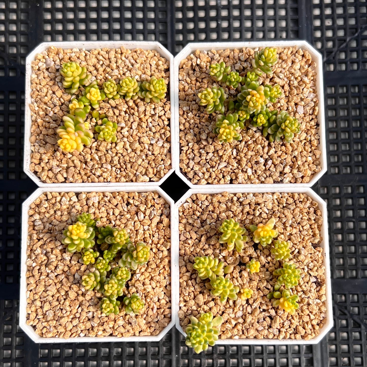 Sedum golden rice