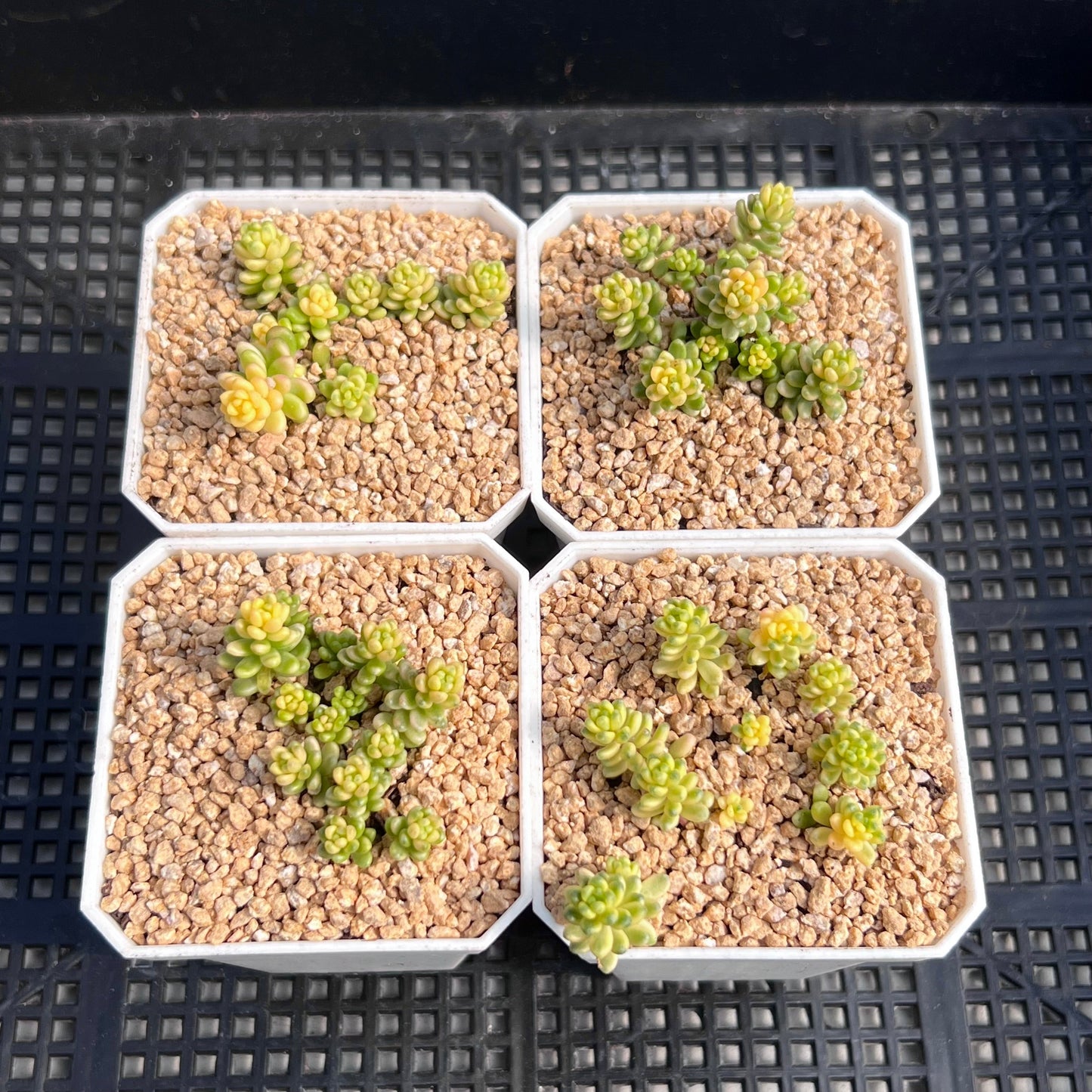 Sedum golden rice