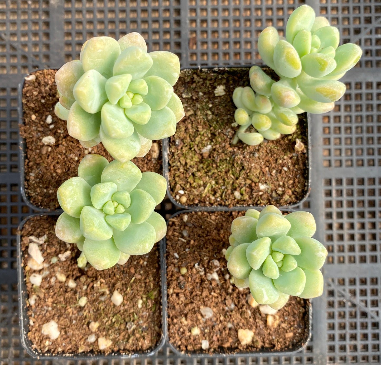 Sedum treleasei 'angel's tear'