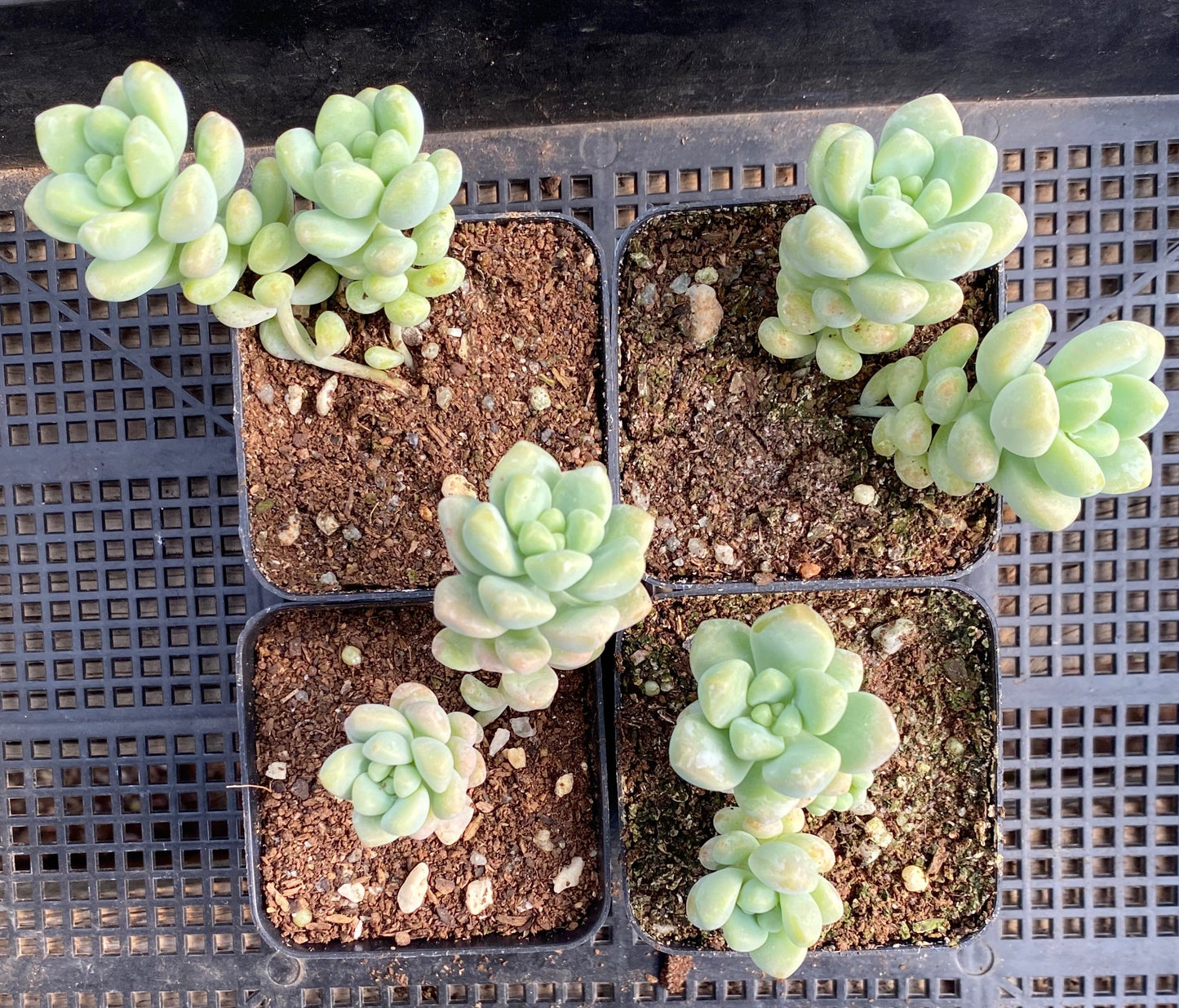 Sedum treleasei 'angel's tear'