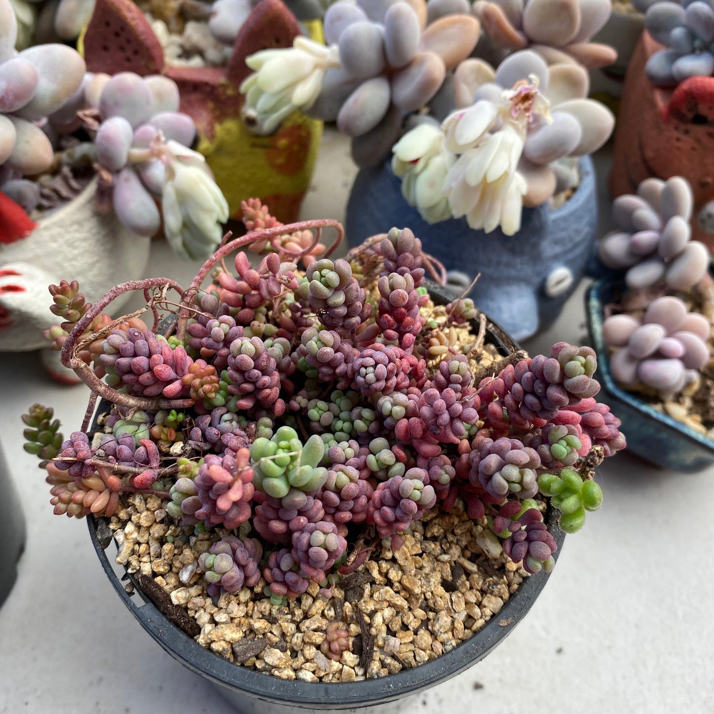 Sedum dasyphyllum lilac mound