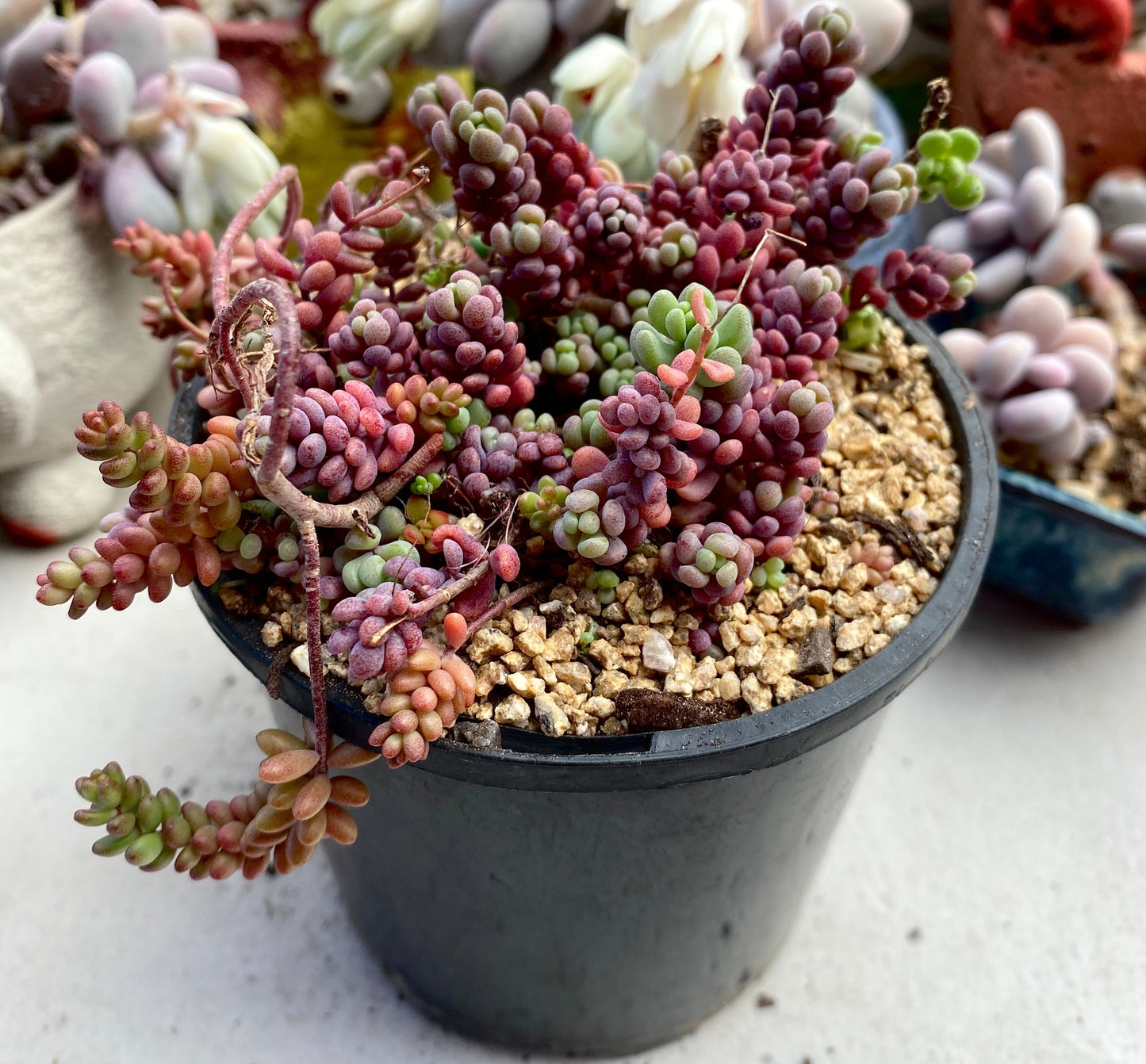 Sedum dasyphyllum lilac mound