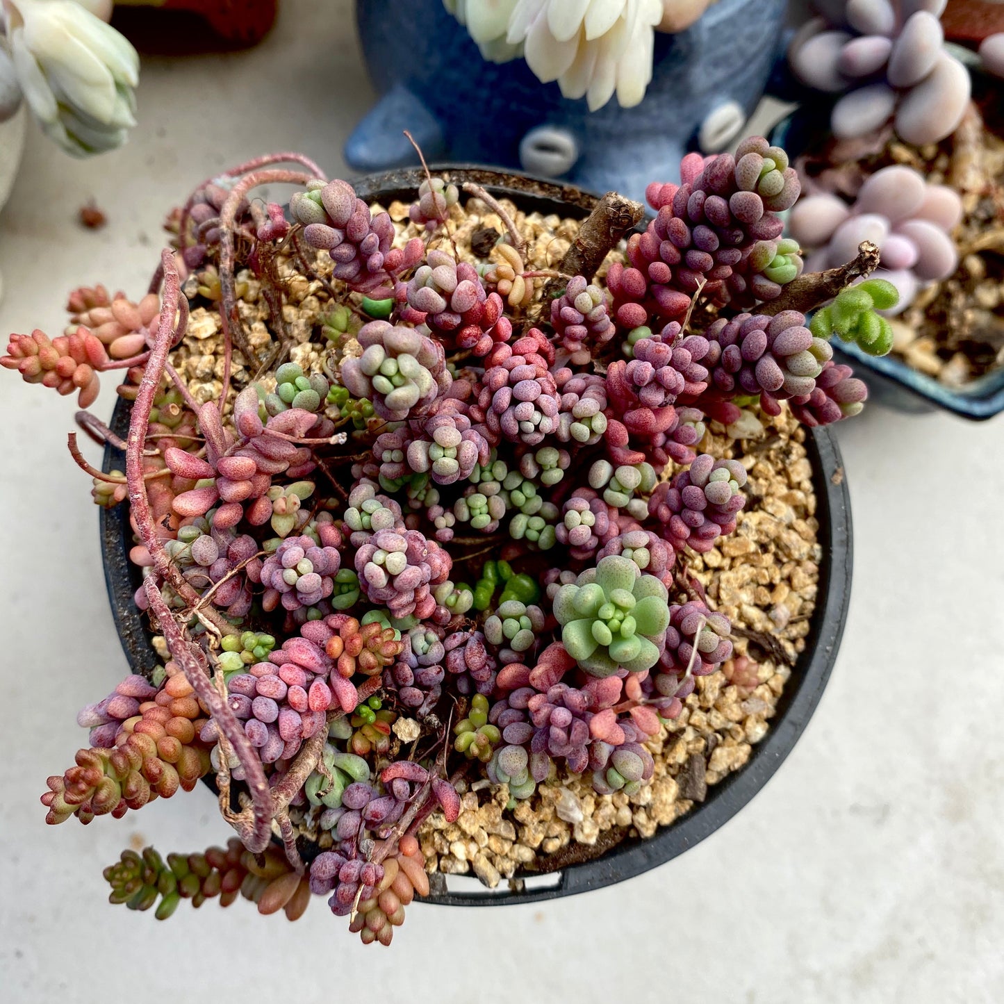 Sedum dasyphyllum lilac mound