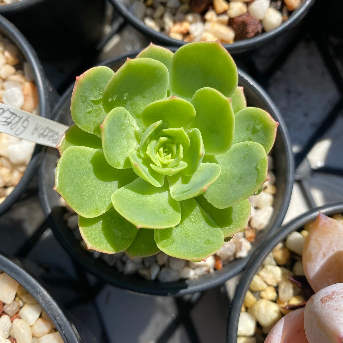 Sedeveria green rose