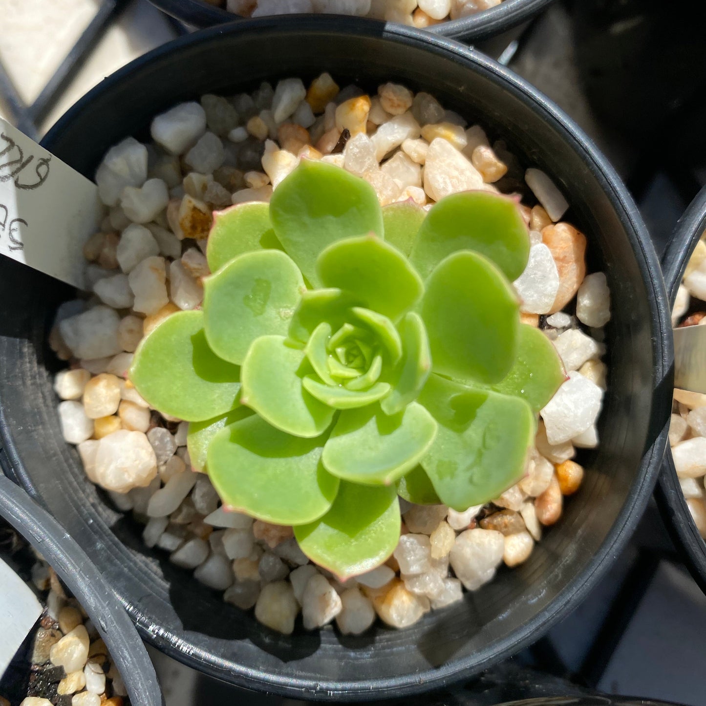 Sedeveria green rose