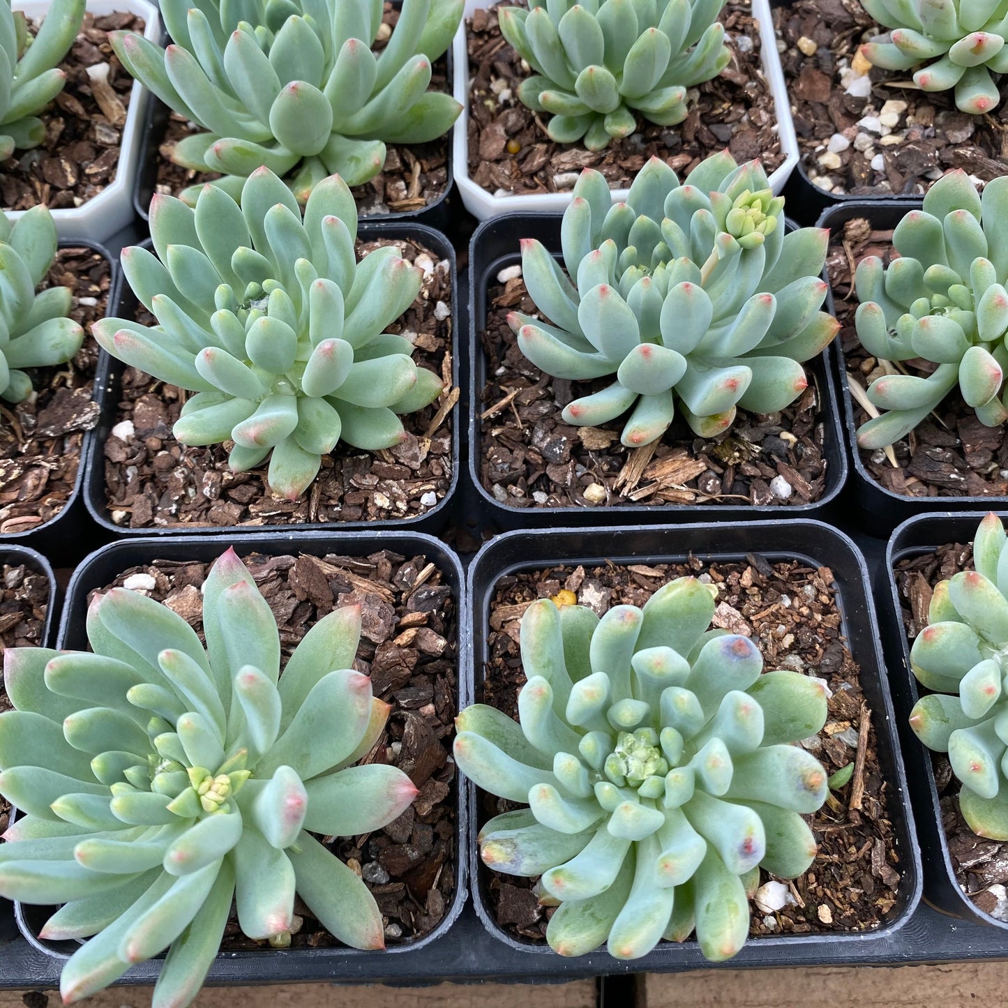 Sedeveria blue elf SMALL