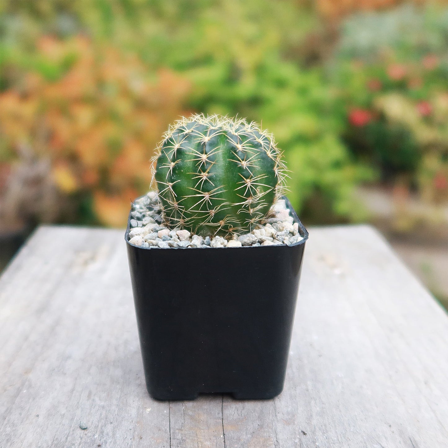Lobivia arachnacantha torrecillasense