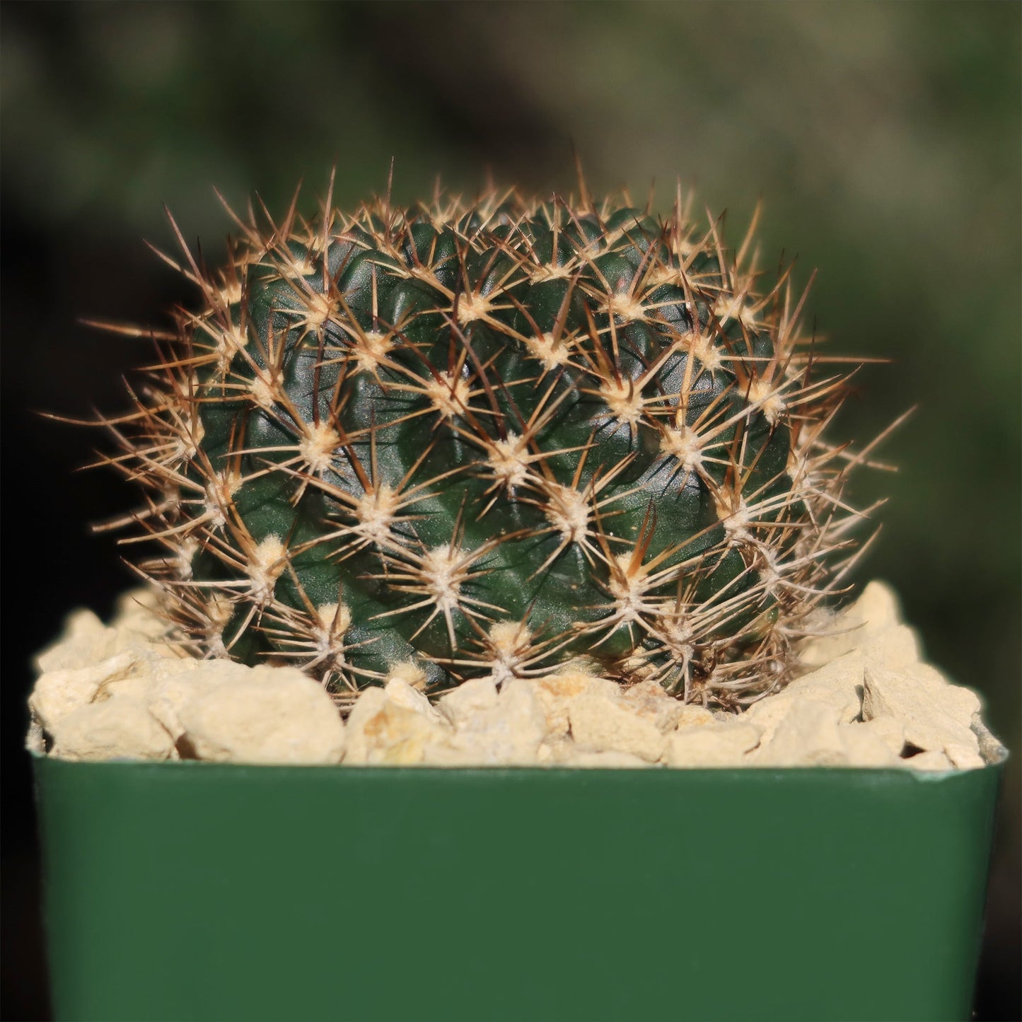 Lobivia schieleana quiabayensis