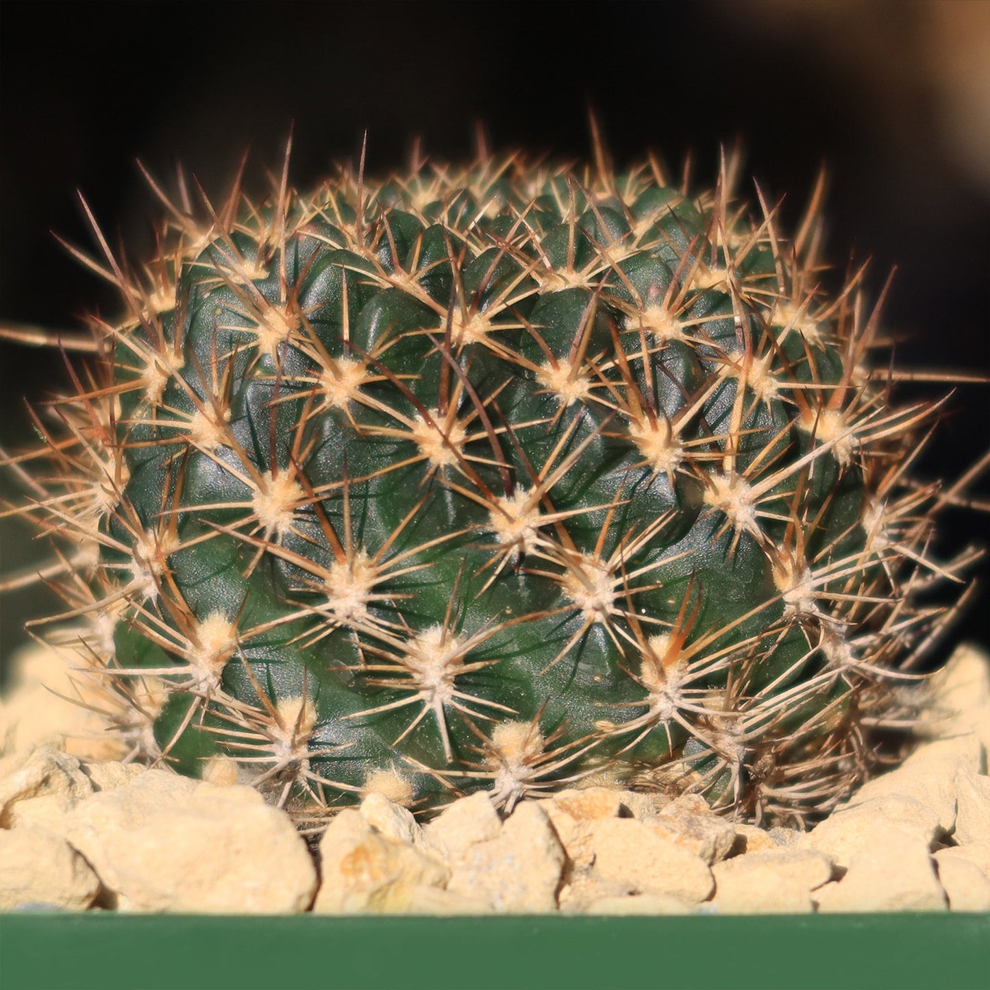Lobivia schieleana quiabayensis