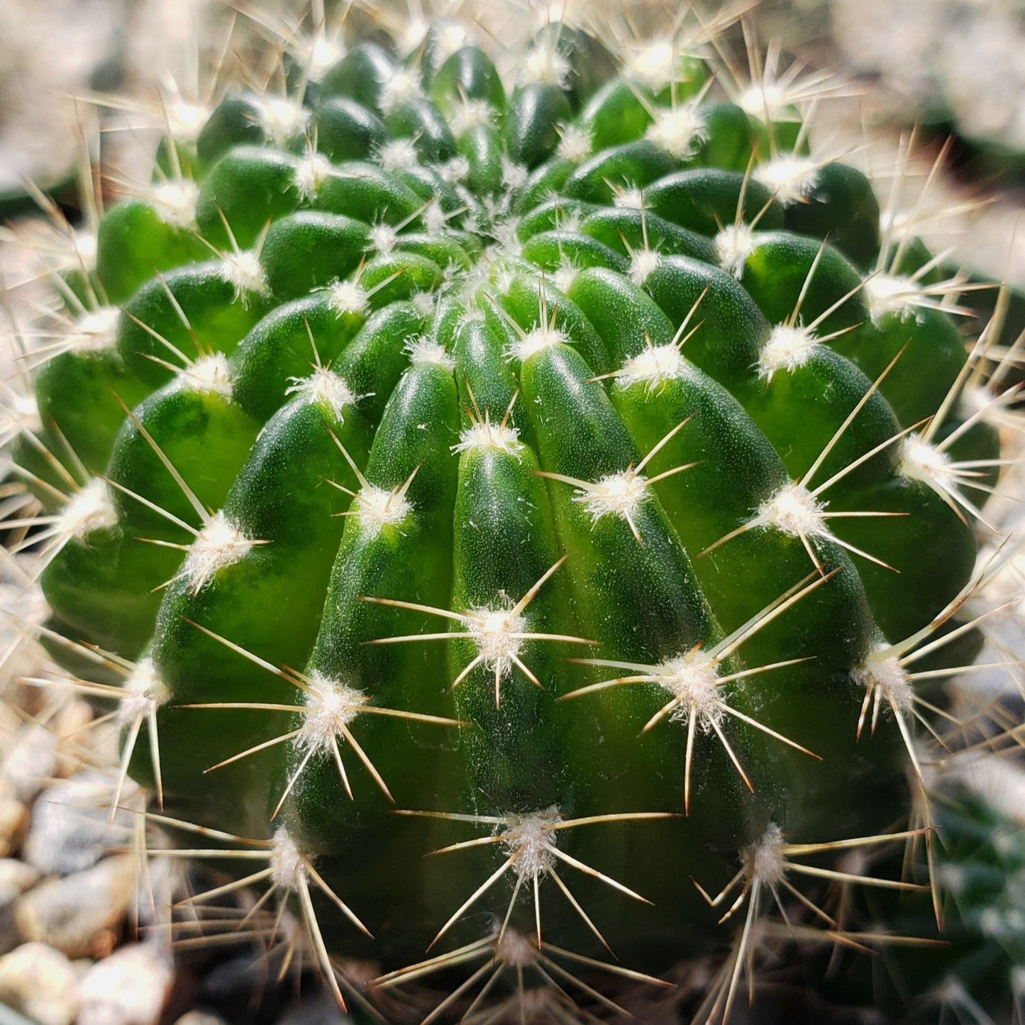 Lobivia arachnacantha torrecillasense