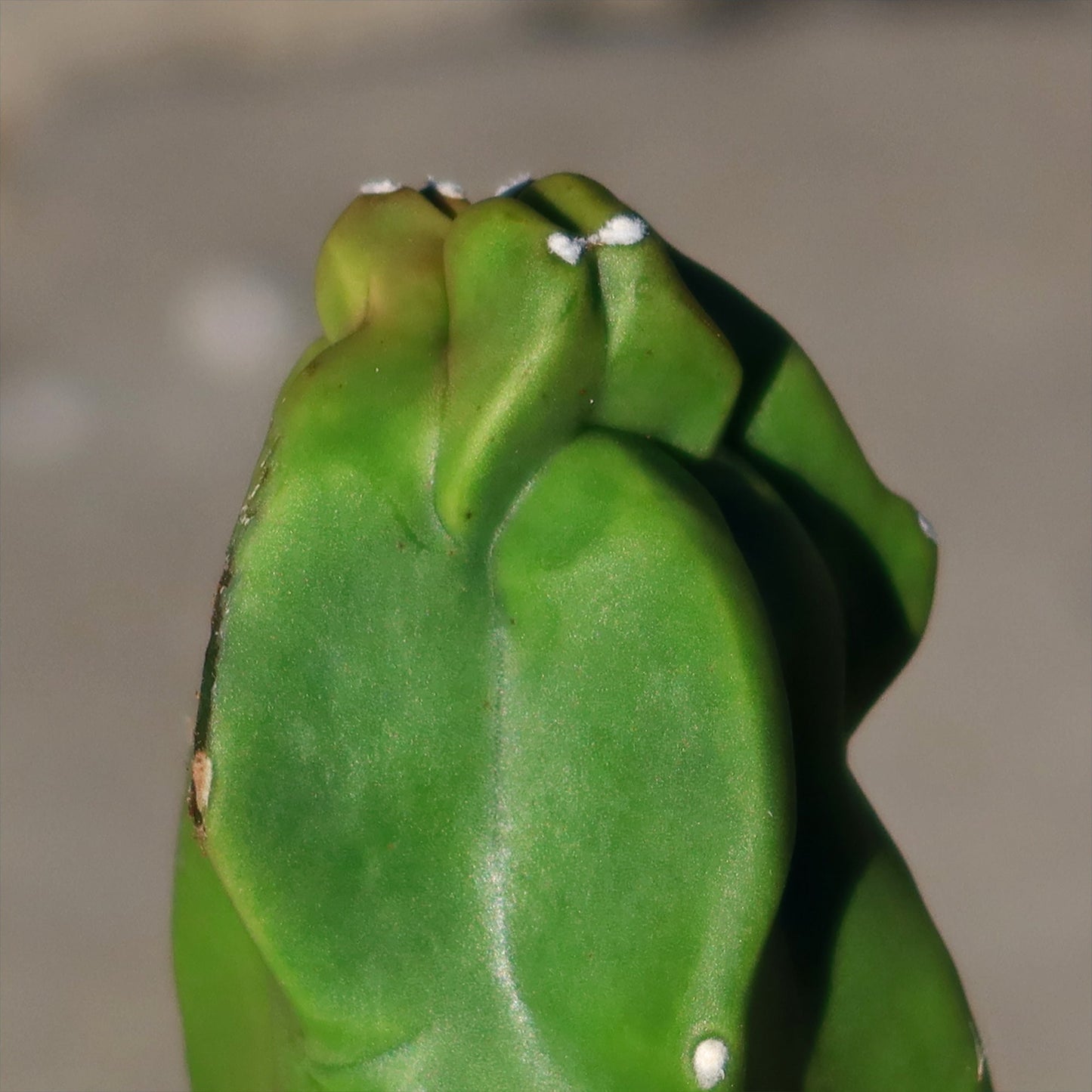 Lophocereus schottii "mieckleyanus"(Skinny)