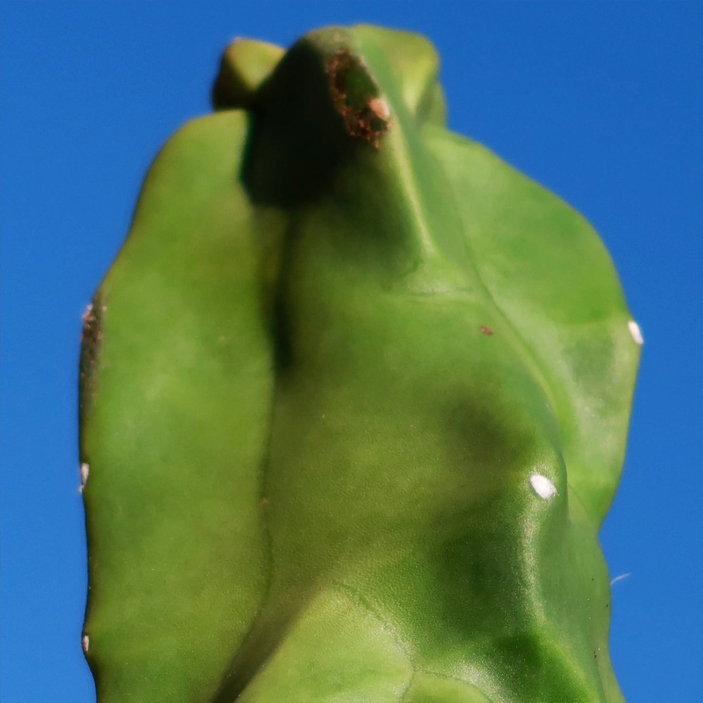 Lophocereus schottii "mieckleyanus"(Skinny)