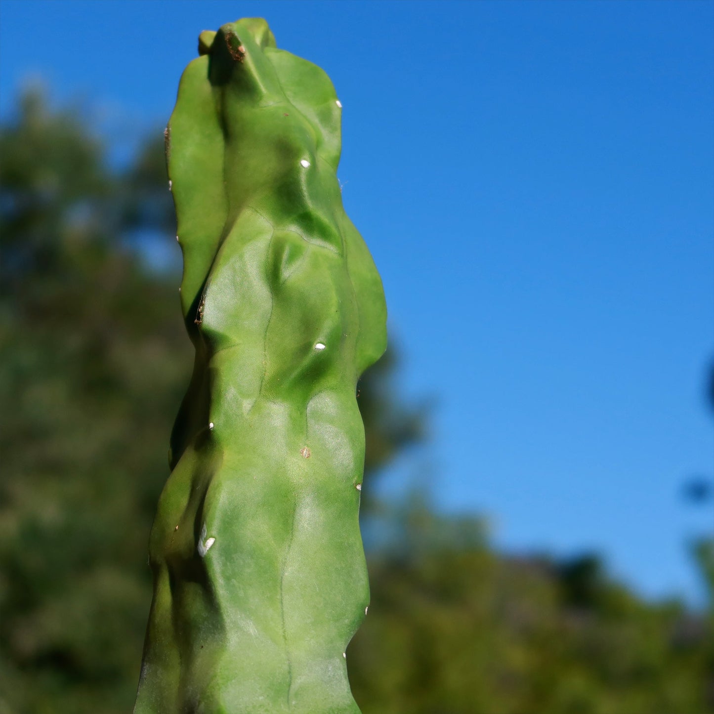 Lophocereus schottii "mieckleyanus"(Skinny)