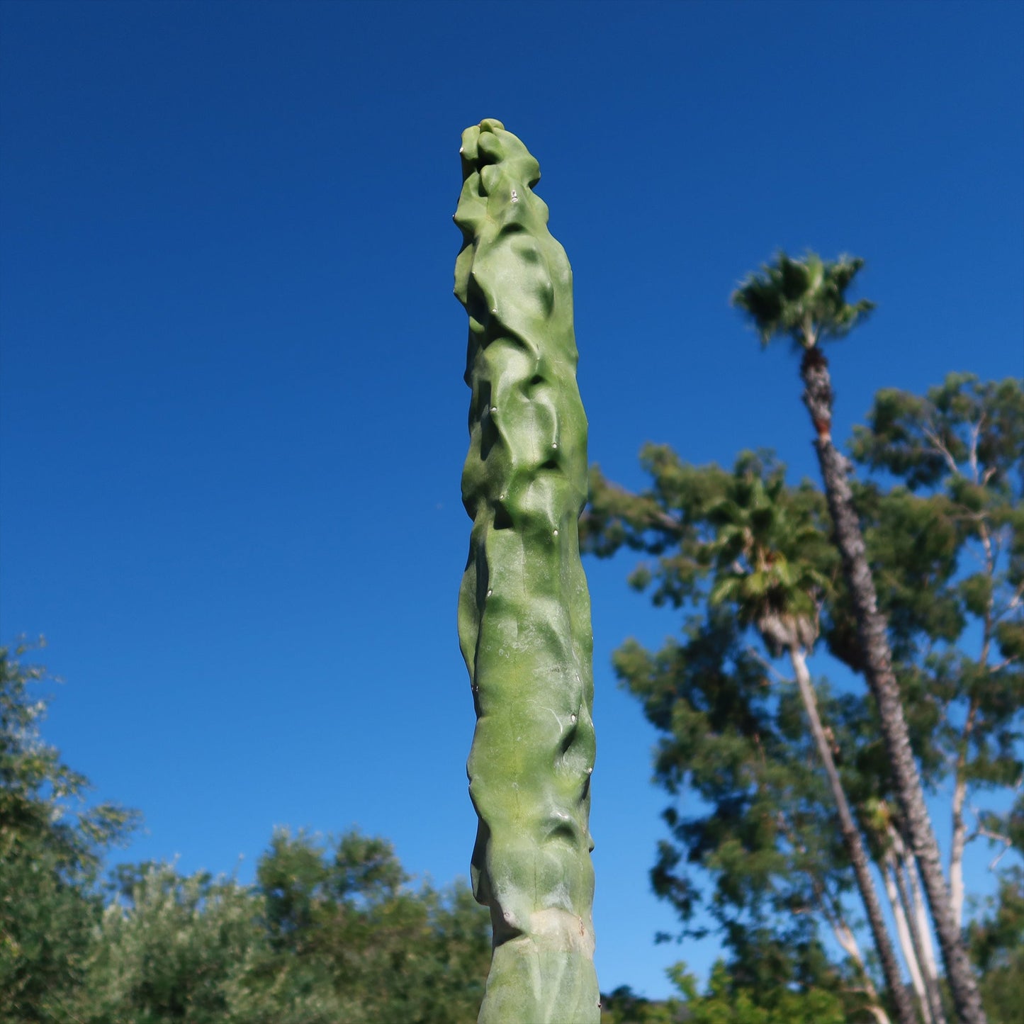 Lophocereus schottii "mieckleyanus"(Skinny)