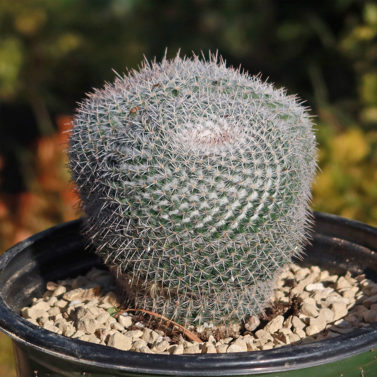 Owl Eye Cactus 'Mammillaria Parkinsonii'